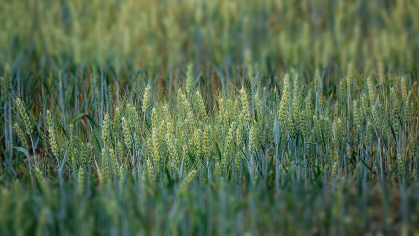 Sony a6000 sample photo. Cereals, plant, agriculture photography