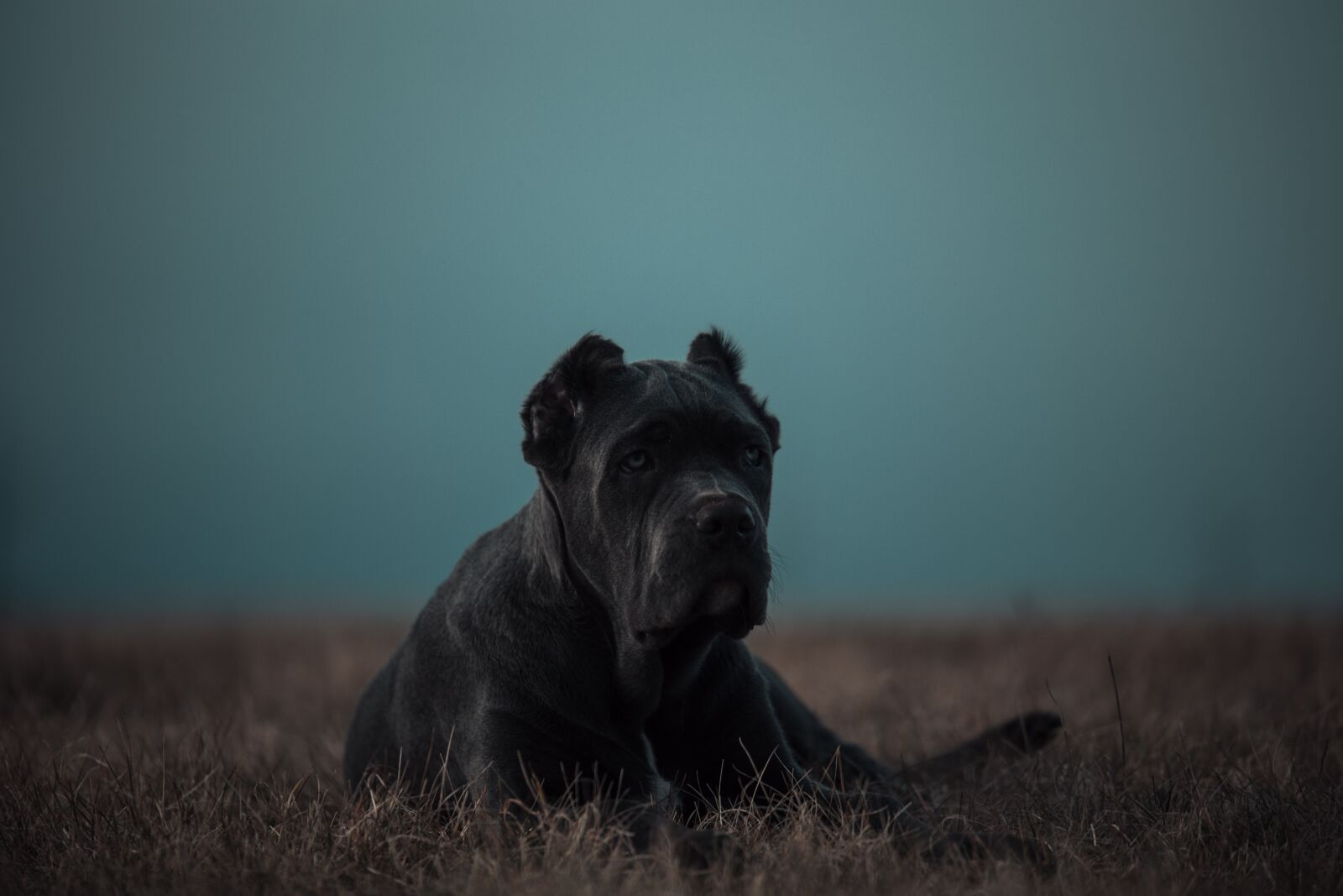Canon EOS 6D sample photo. Bandog, puppy, blue eyes photography