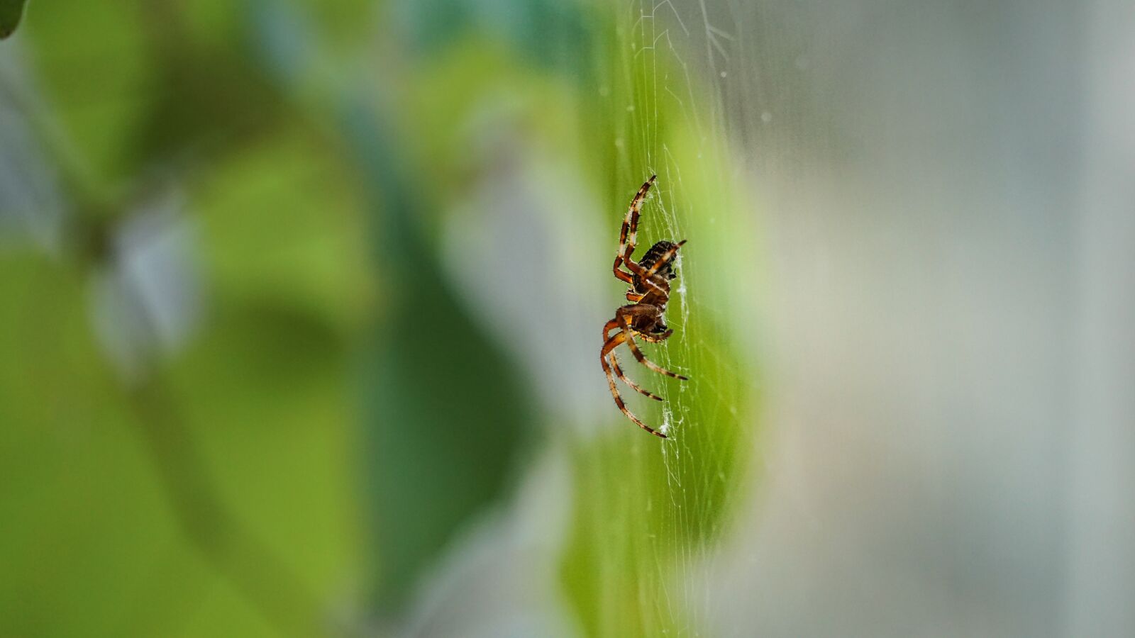 Sony a6000 sample photo. Insect, nature, leaves photography