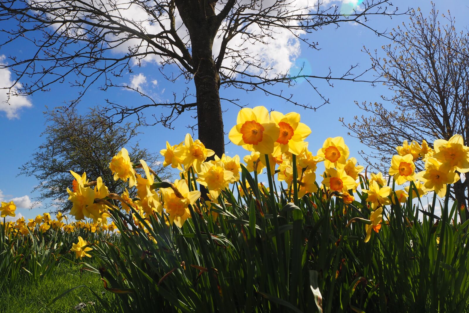 Olympus OM-D E-M10 sample photo. Daffodils, flower, yellow photography