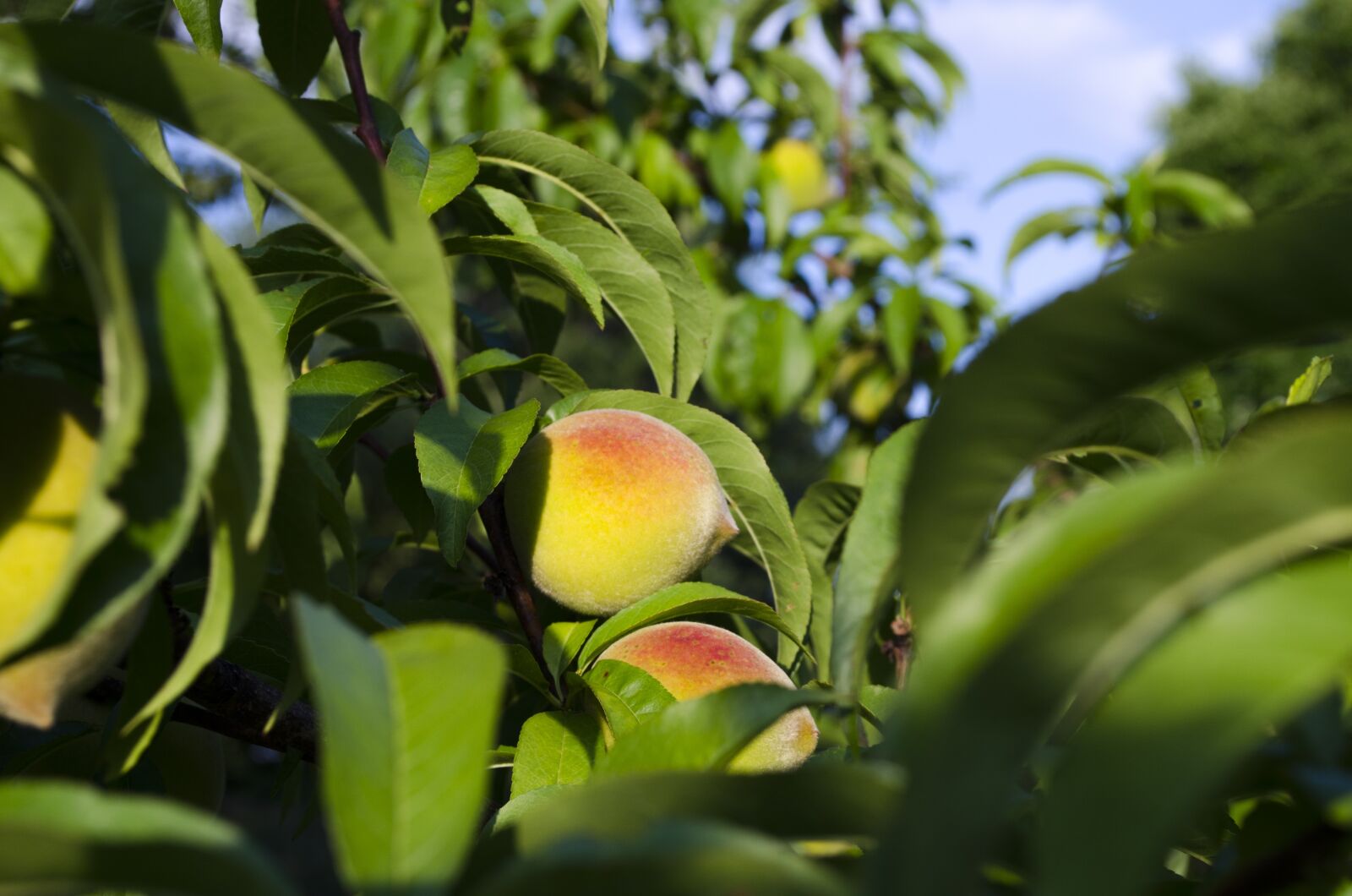 Nikon D5100 sample photo. Peaches, peach tree, summer photography