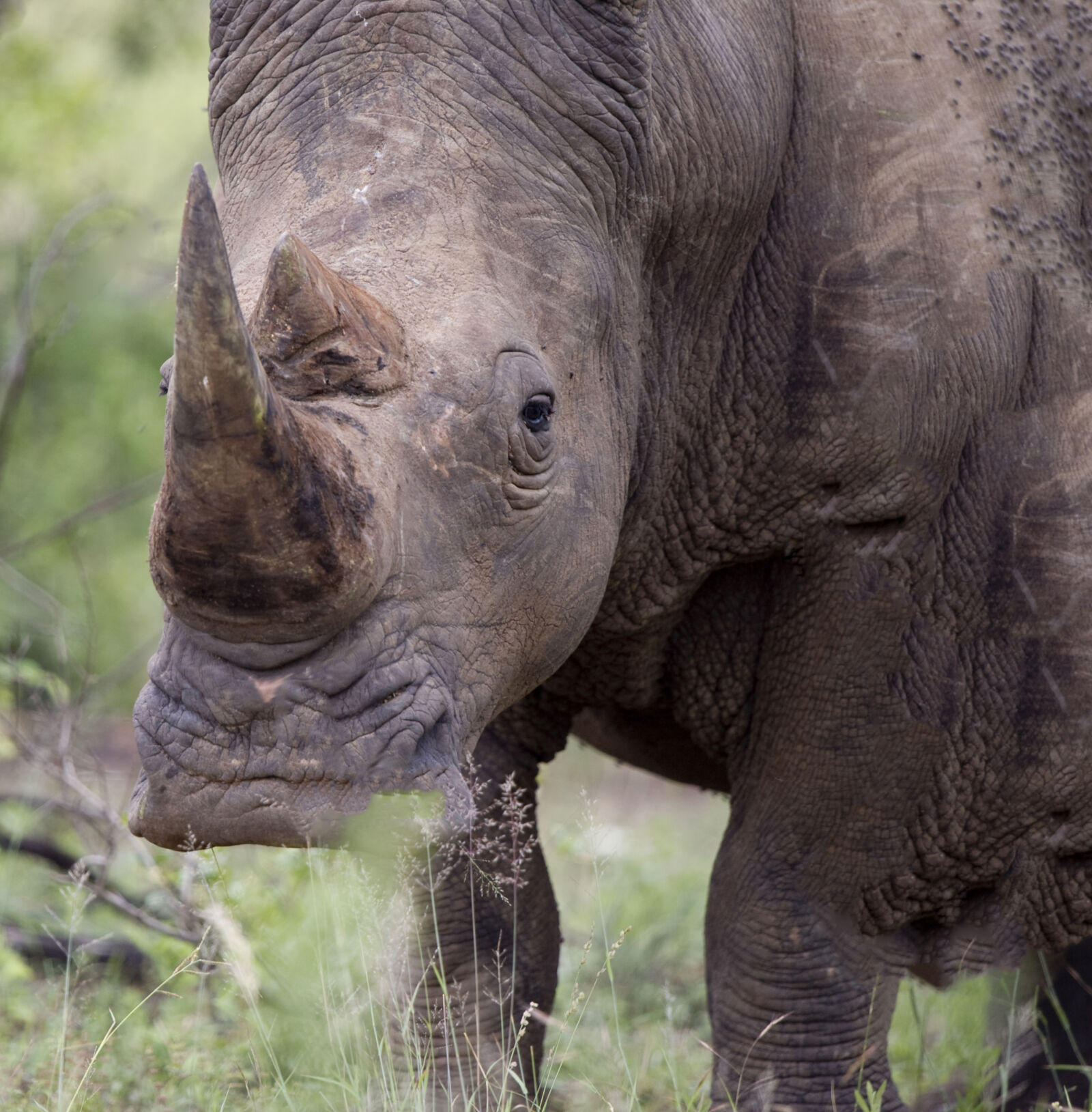 Nikon D3S sample photo. Endangered, species, rhinoceros, wild photography