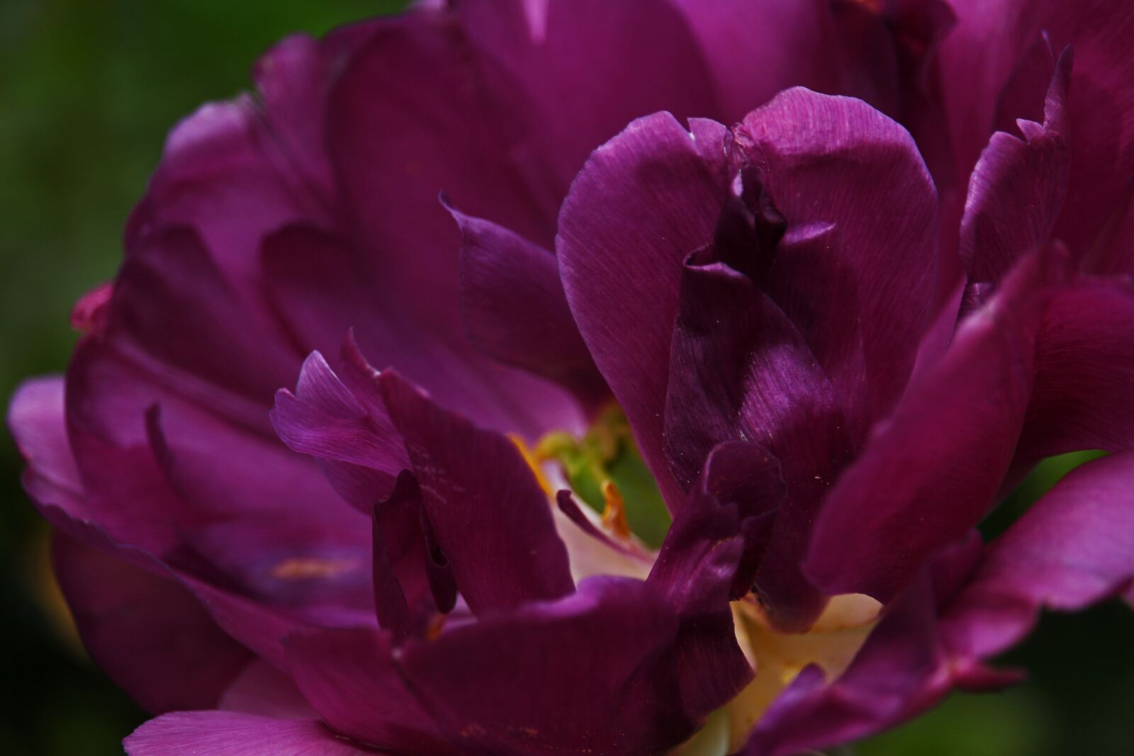 Canon EF-S 55-250mm F4-5.6 IS STM sample photo. Tulpenbluete, blossom, bloom photography