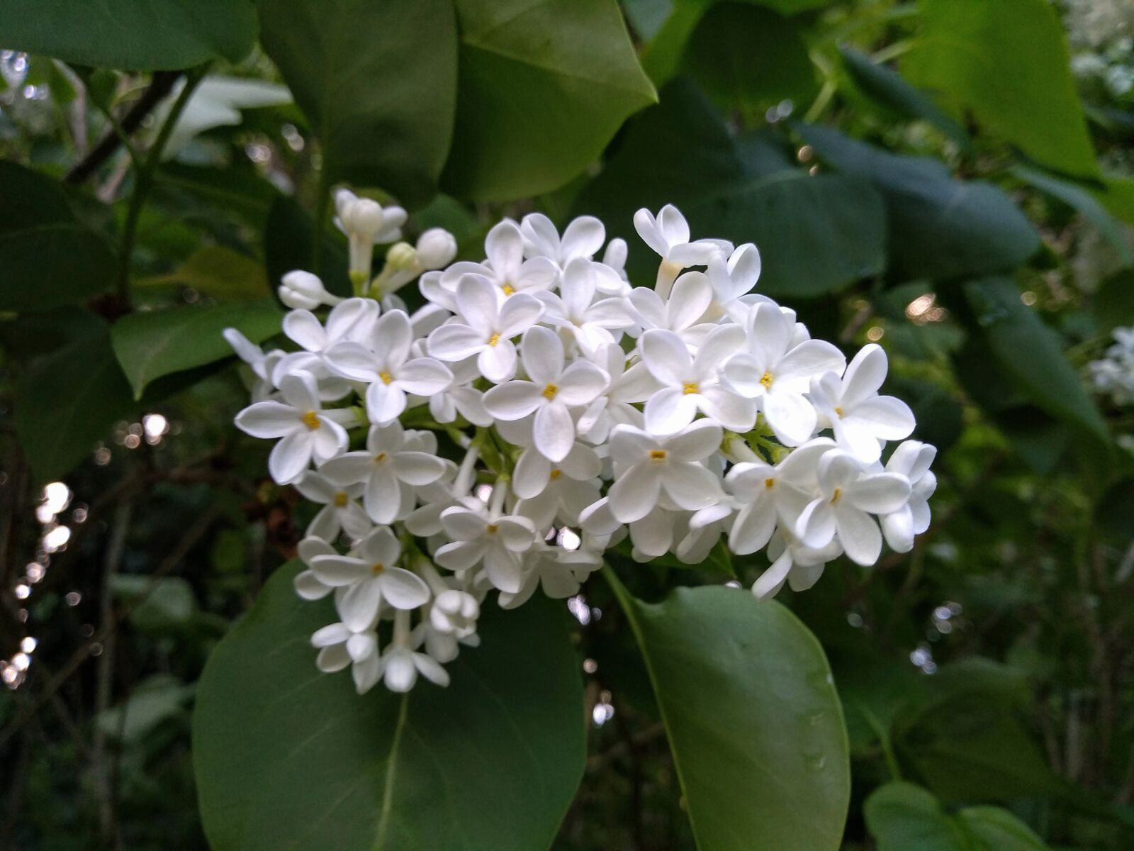 Motorola moto g(6) play sample photo. White, flowers, small photography