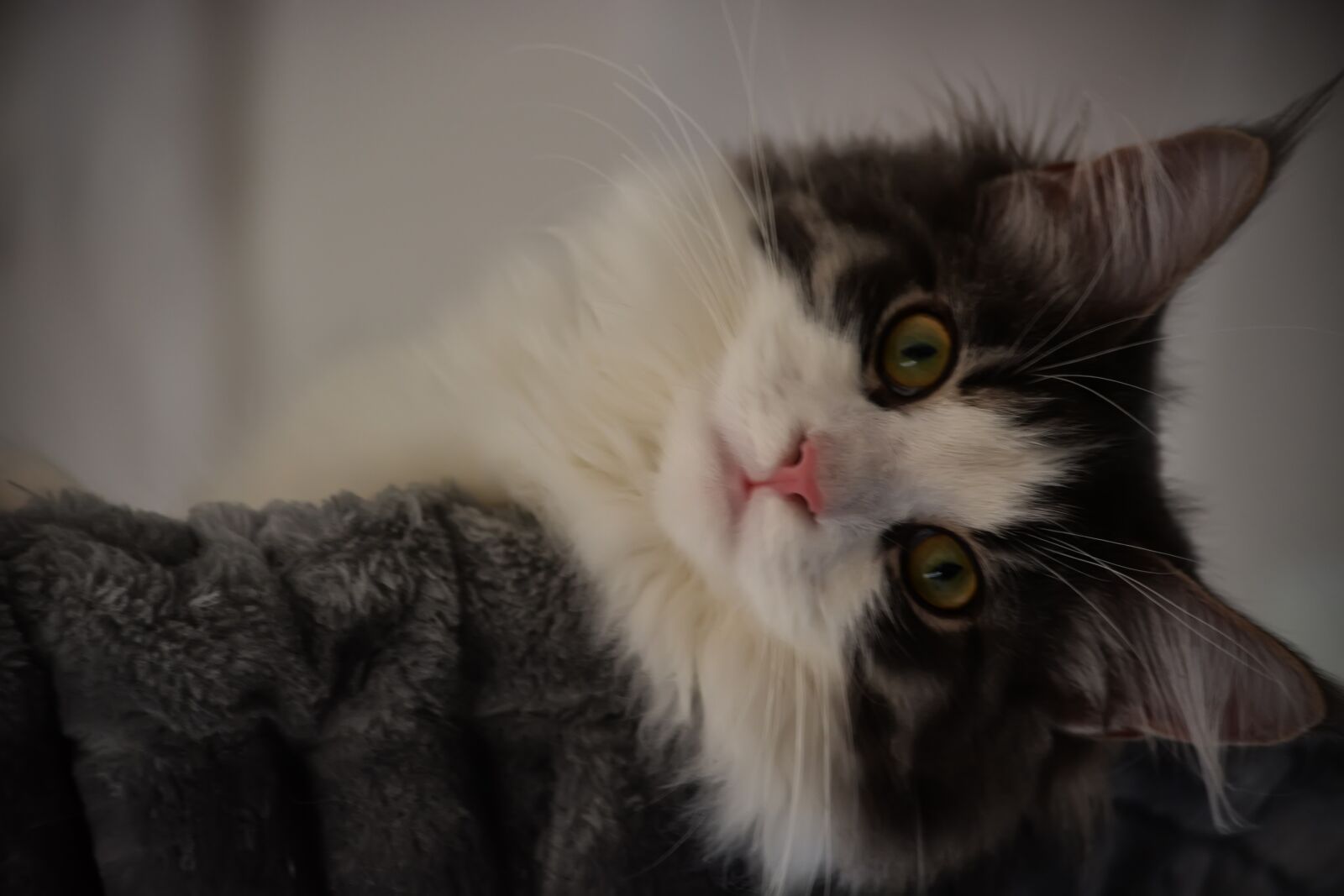 Nikon D5200 sample photo. Anneli, cat, maine coon photography