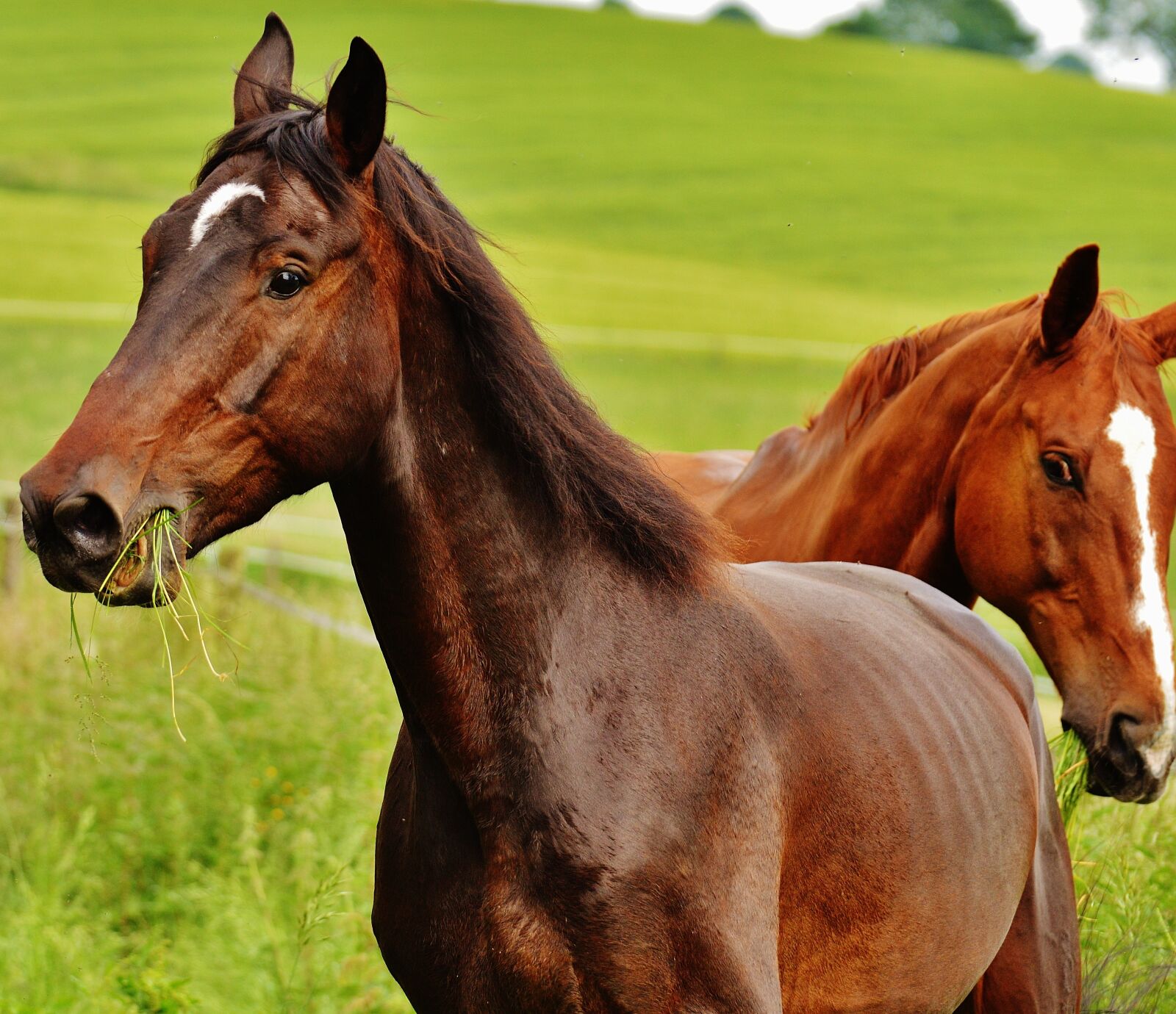 Nikon D3200 sample photo. Horses, for two, coupling photography