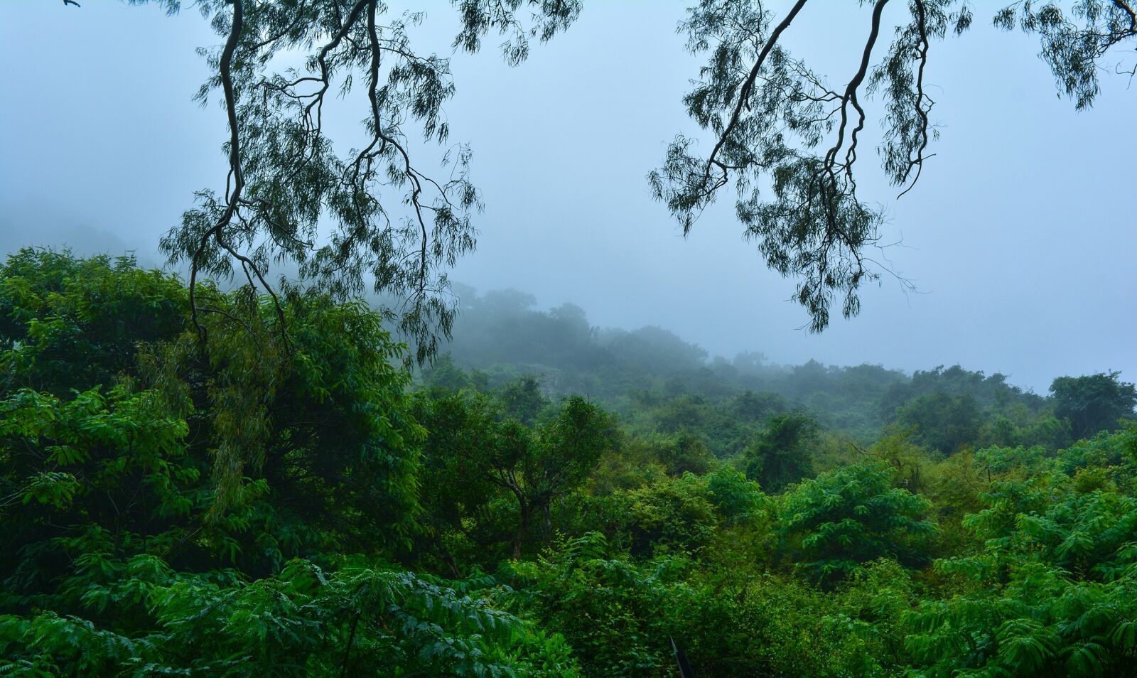 Nikon D5200 sample photo. Fog, trees, nature photography
