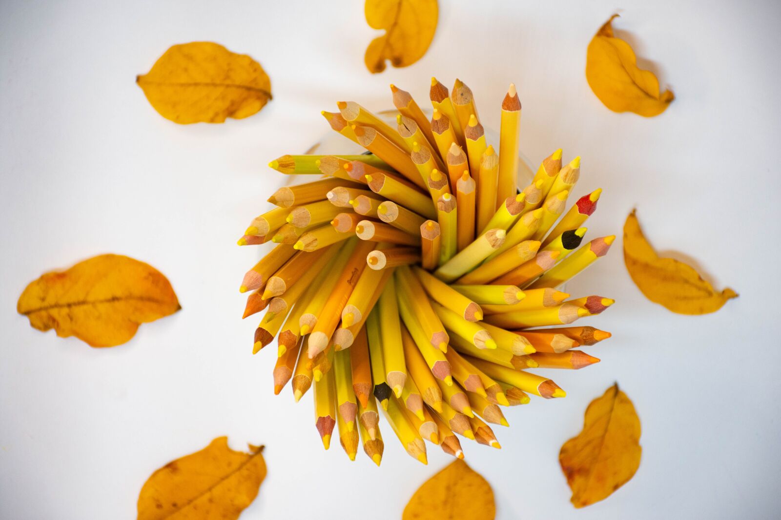 Nikon D7200 sample photo. Pencils, leaves, floral photography