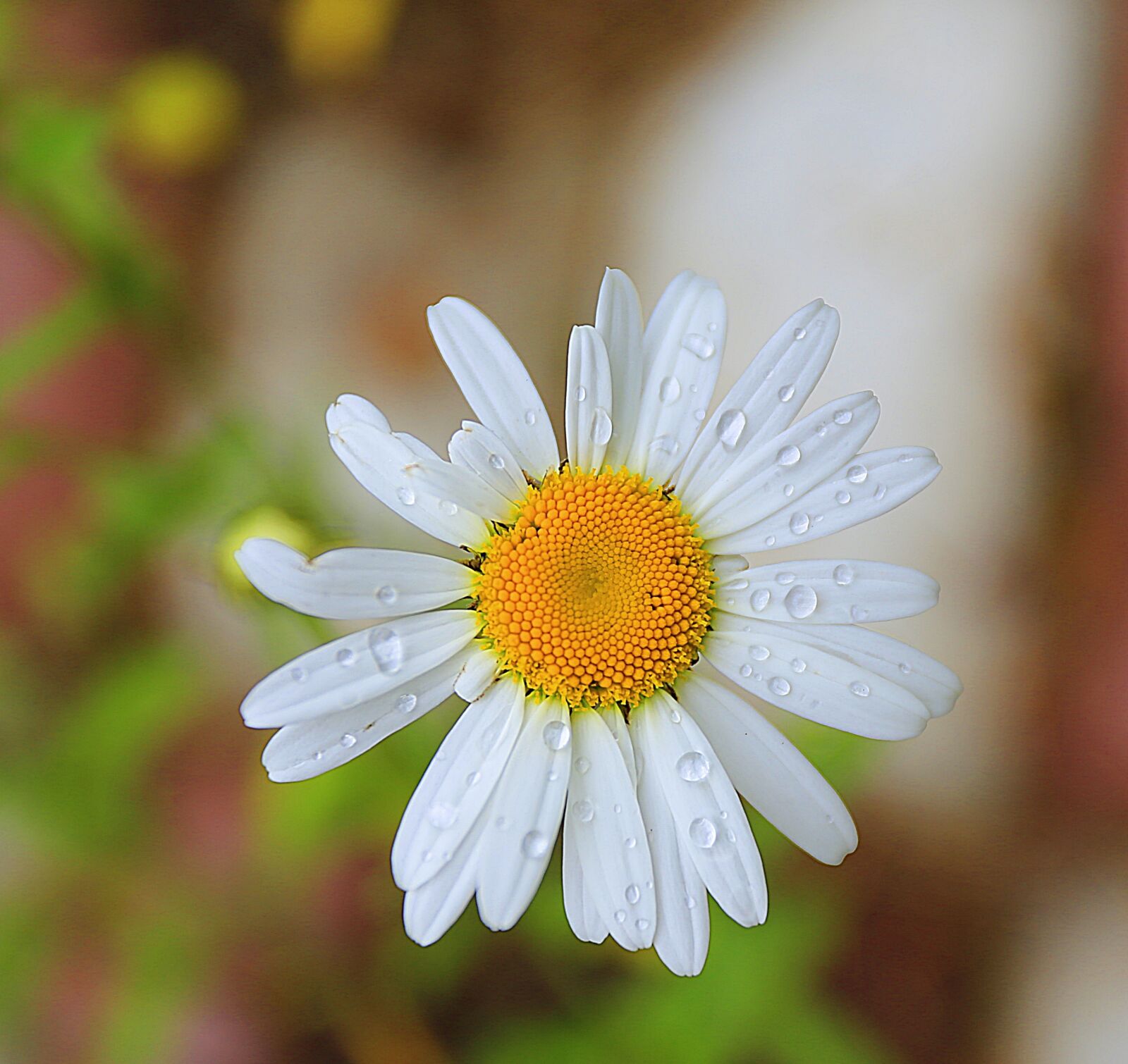 Canon EOS 6D + Canon EF 17-40mm F4L USM sample photo. Daisy, macro, raindrops photography