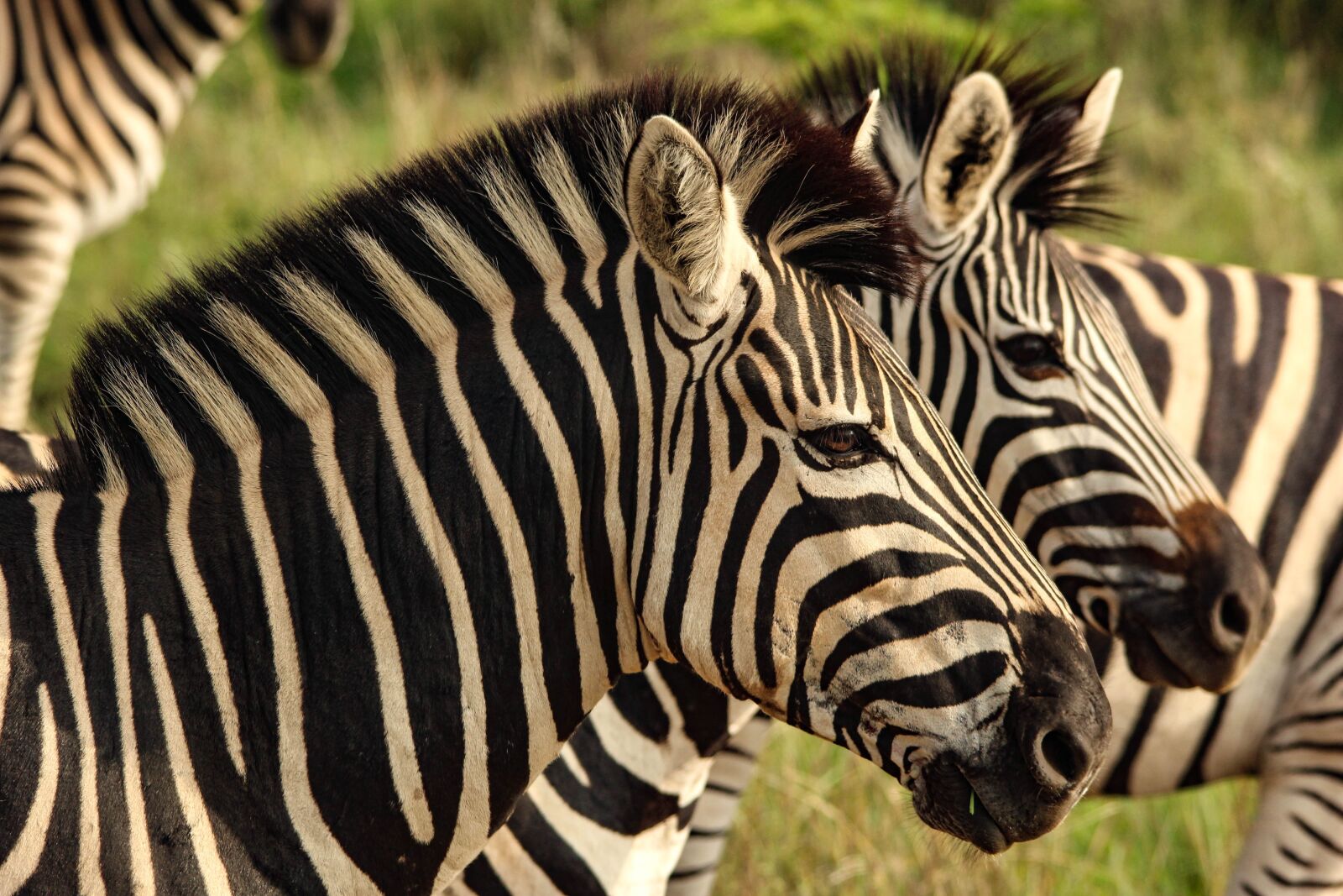 Canon EOS 100D (EOS Rebel SL1 / EOS Kiss X7) sample photo. Zebra, group, grassland photography