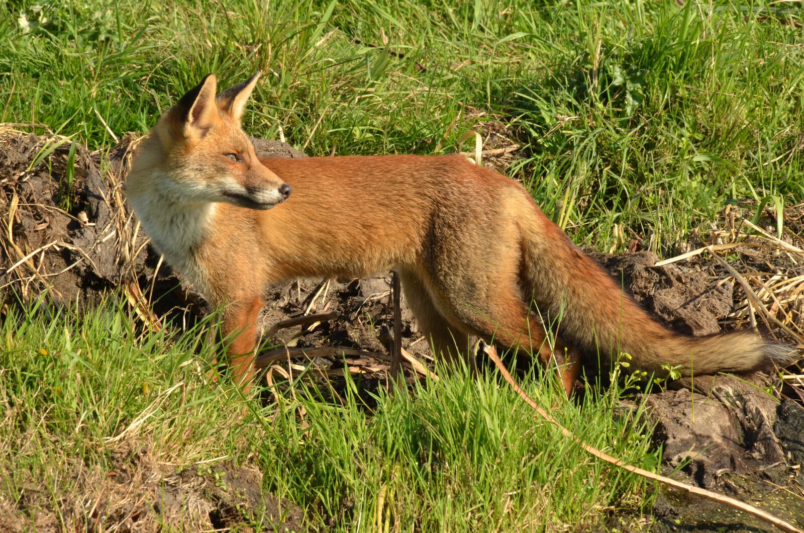 Nikon D7000 sample photo. Fox, predator, mammal photography