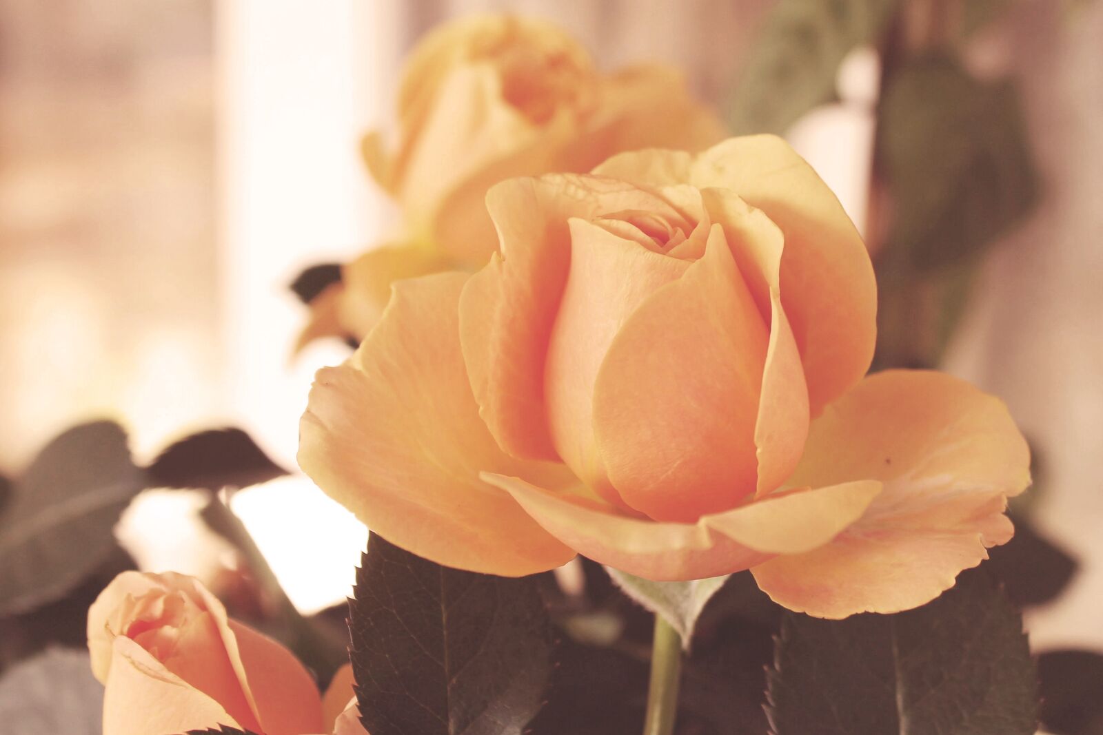 Canon EOS 1100D (EOS Rebel T3 / EOS Kiss X50) sample photo. Vintage, blossom, bloom photography