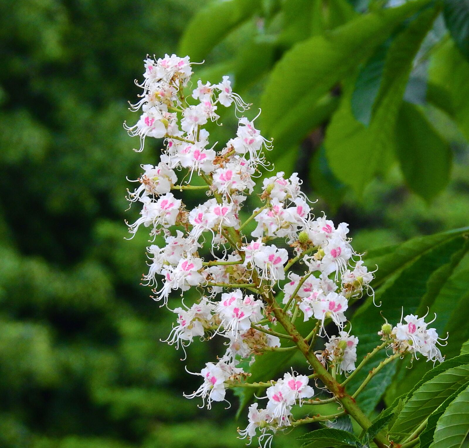 Nikon Coolpix P900 sample photo. Horse chestnut white, nature photography