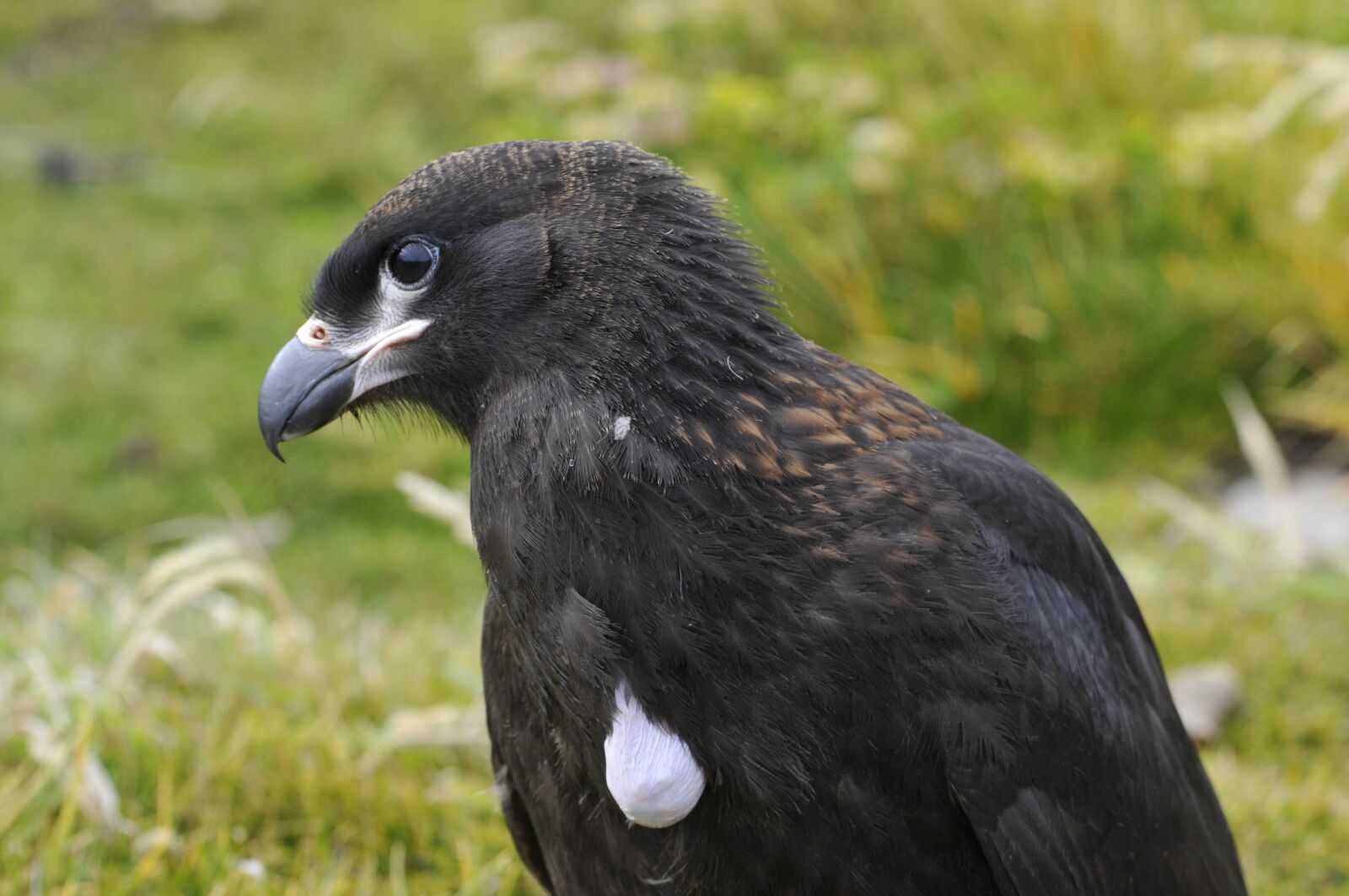 Nikon D300 sample photo. Animal world, nature, bird photography