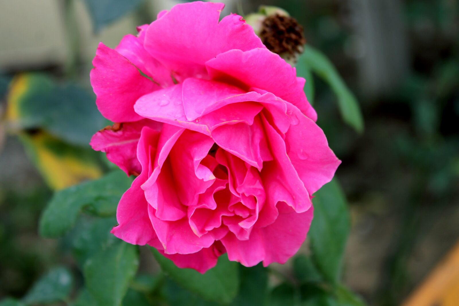 Canon EOS 1100D (EOS Rebel T3 / EOS Kiss X50) sample photo. Pink, flower, pink flower photography