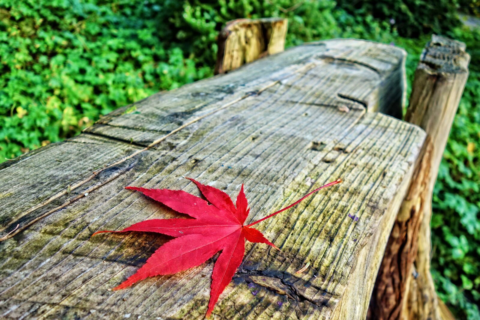 Sony Cyber-shot DSC-RX100 sample photo. Log bench, bench, leaf photography
