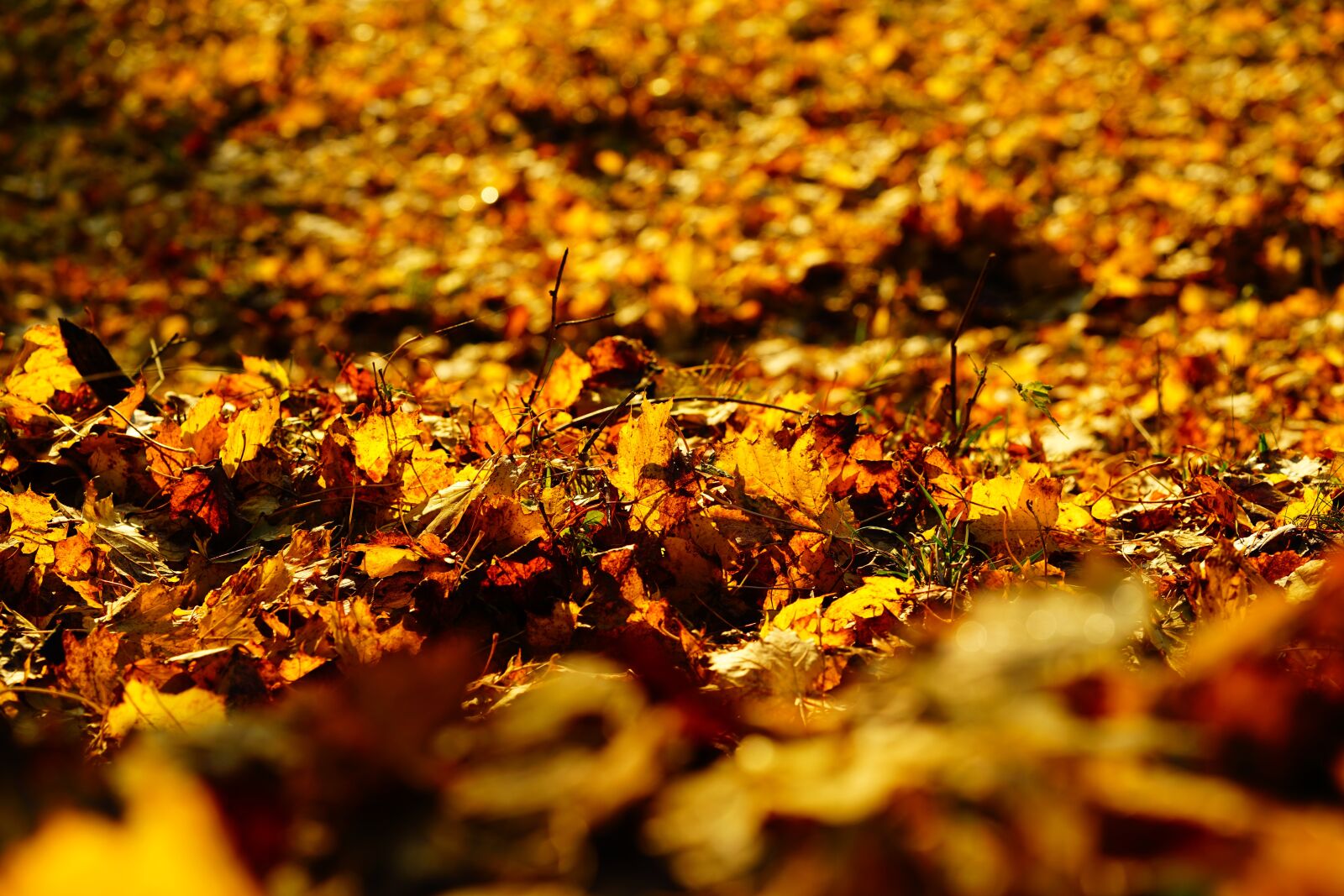 Sony a7R II + Sony FE 90mm F2.8 Macro G OSS sample photo. Leaves, fall foliage, colorful photography