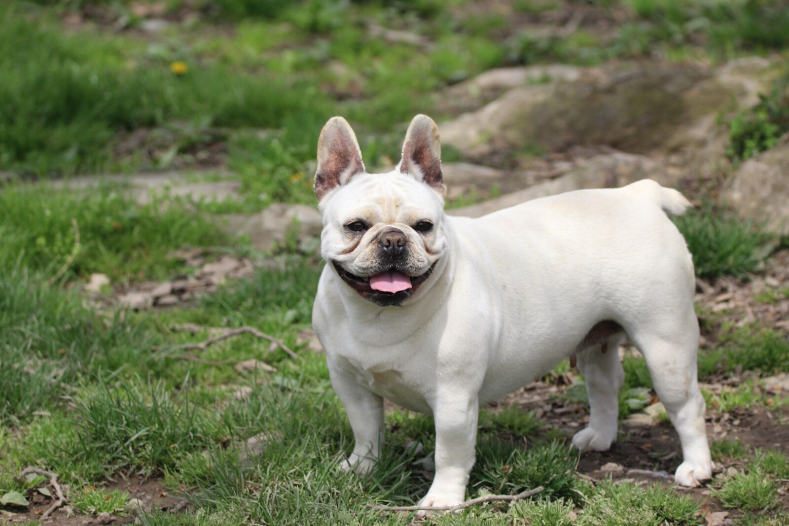 Canon EOS 1200D (EOS Rebel T5 / EOS Kiss X70 / EOS Hi) sample photo. Animal, canine, dog photography