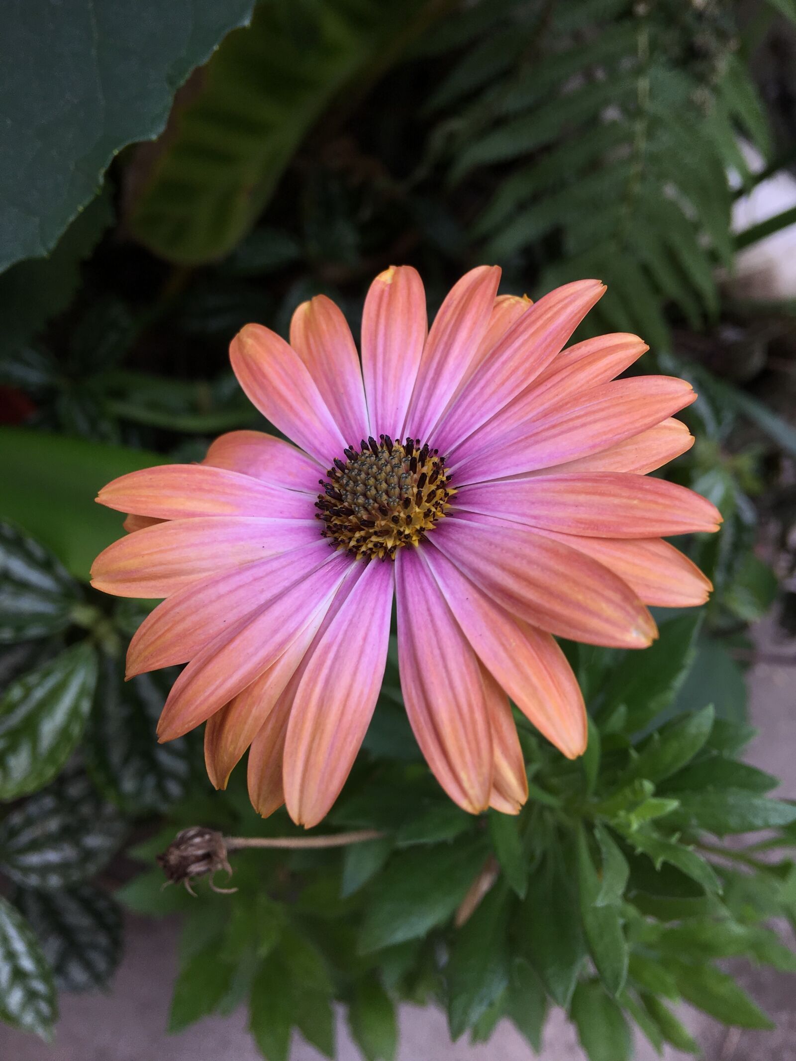 Apple iPhone 6s Plus sample photo. Daisy, flower, flowers photography