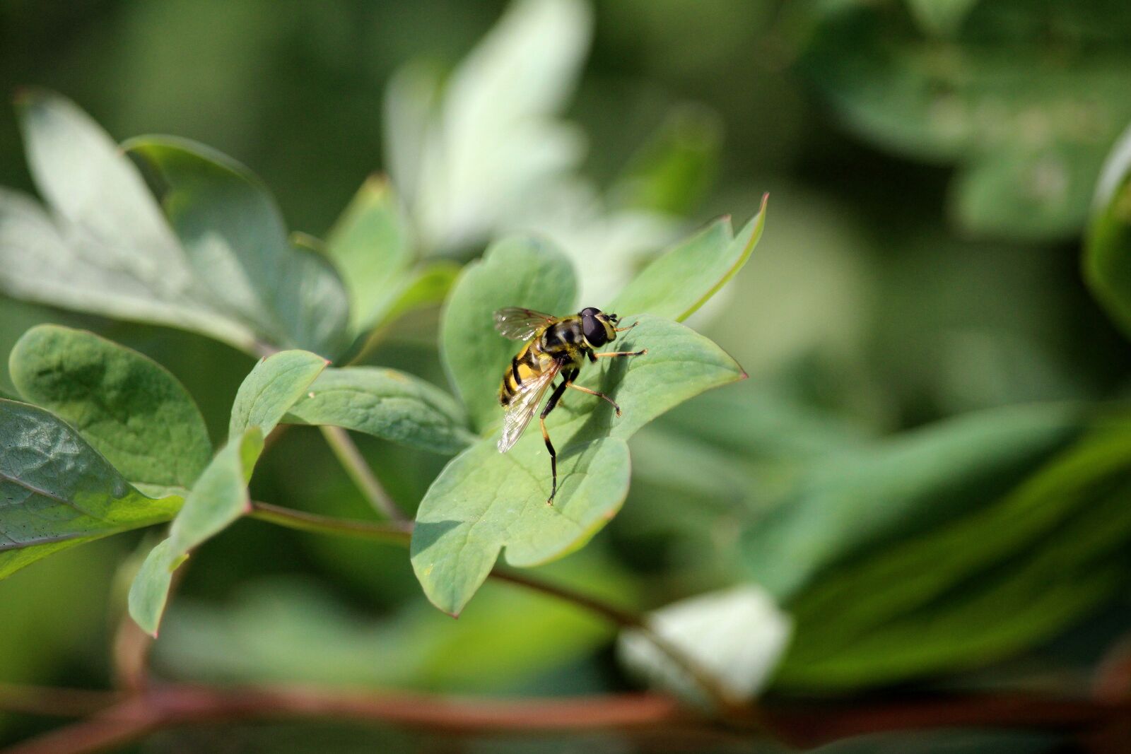 Canon EOS 700D (EOS Rebel T5i / EOS Kiss X7i) sample photo. Insect, nature, animal photography