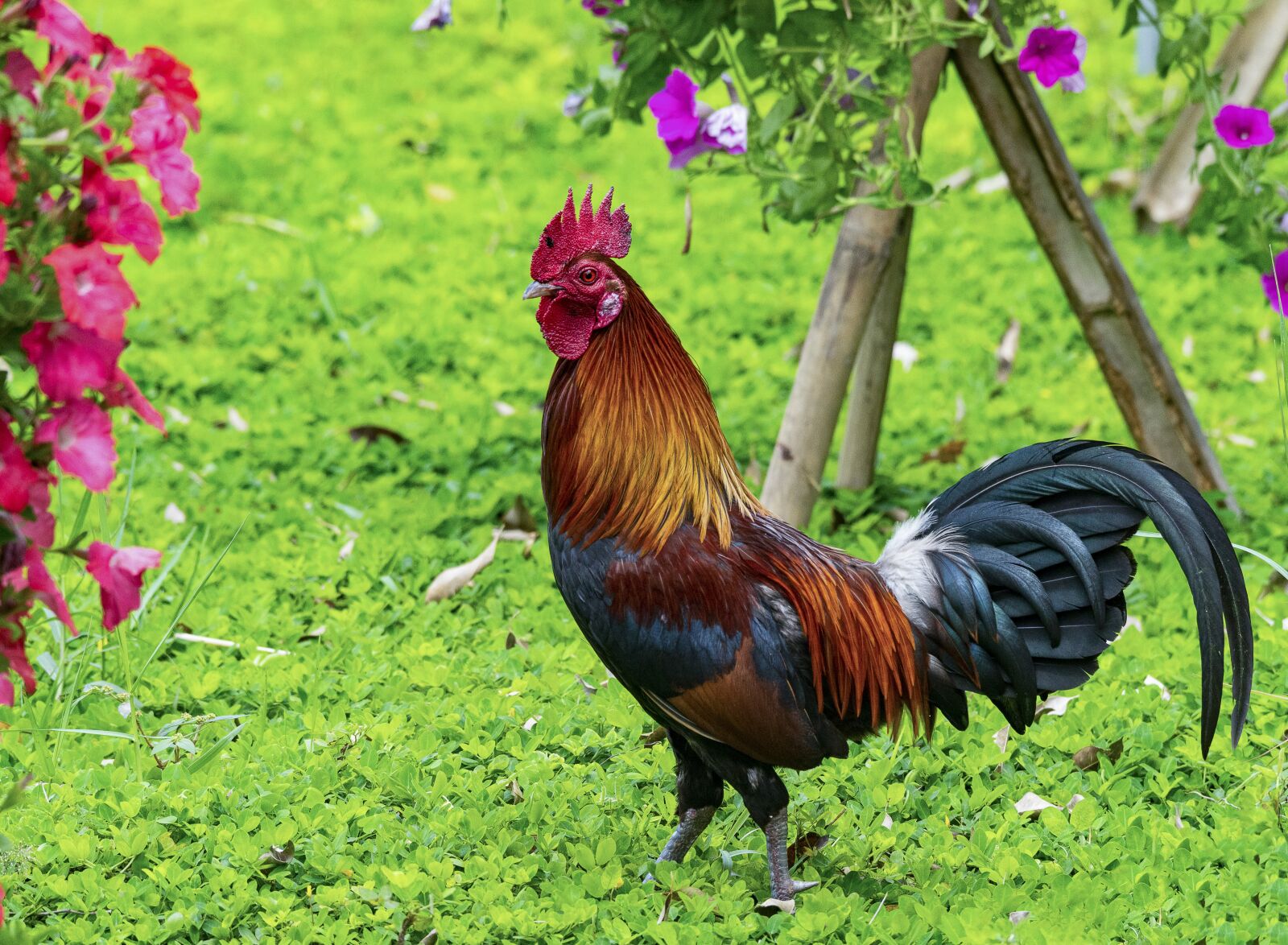 Nikon D810 sample photo. Chicken, rico, delicious photography
