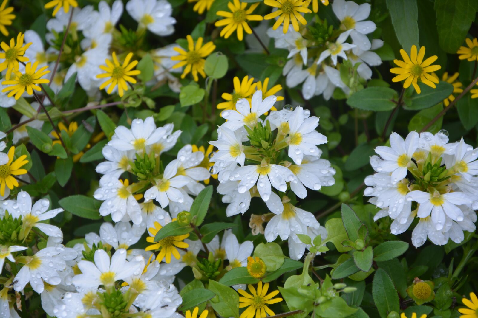 Nikon D5200 sample photo. Flowers of massive, white photography