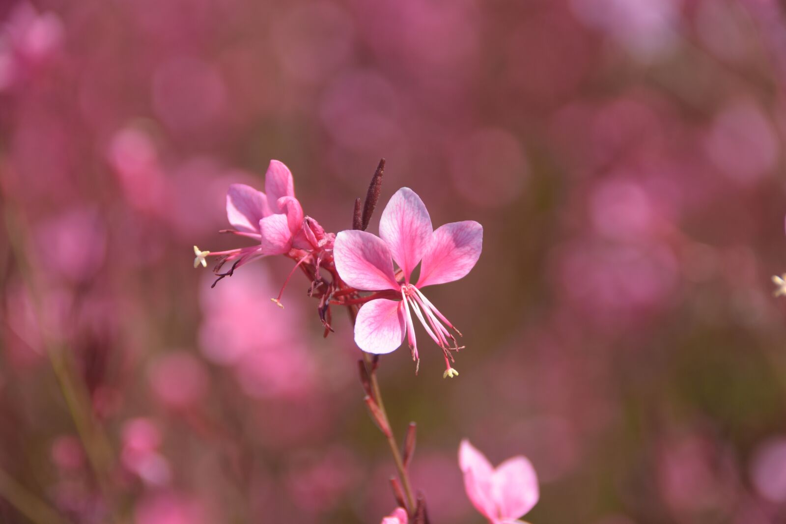 Nikon D7200 sample photo. The case, pink, flowers photography