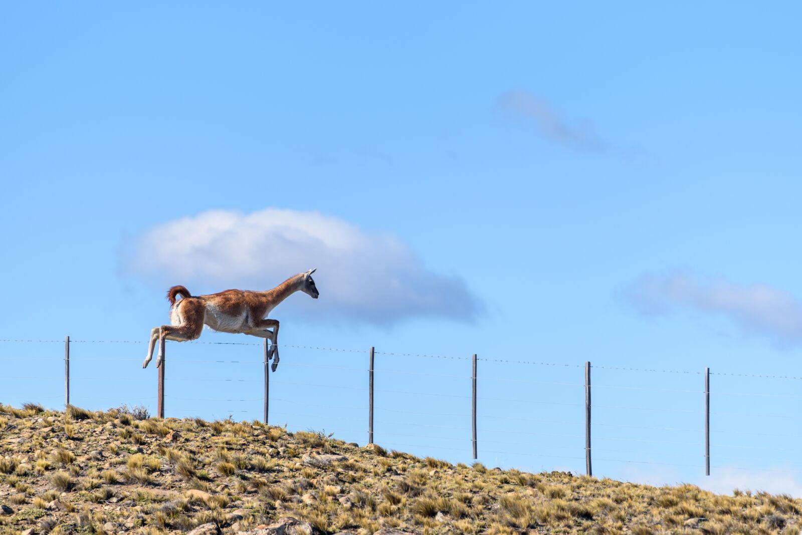 Nikon D750 sample photo. Guanaco, animal, fence photography