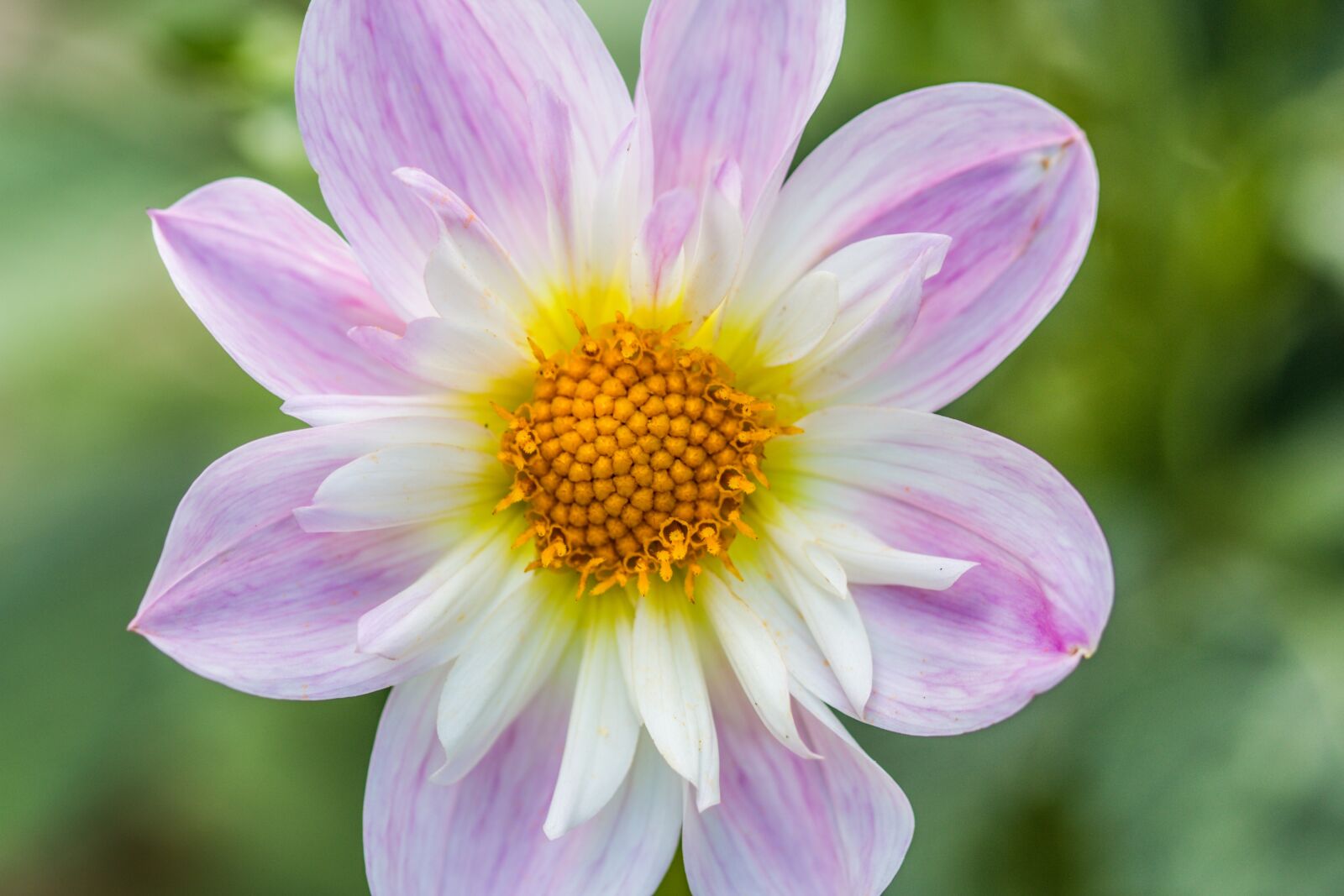 Canon EOS 70D sample photo. Dahlia hortensis, dahlia, neck photography