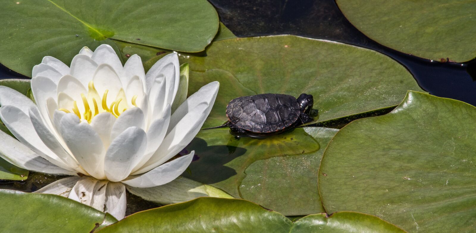 Canon EOS 60D sample photo. Lotus, flower, white photography