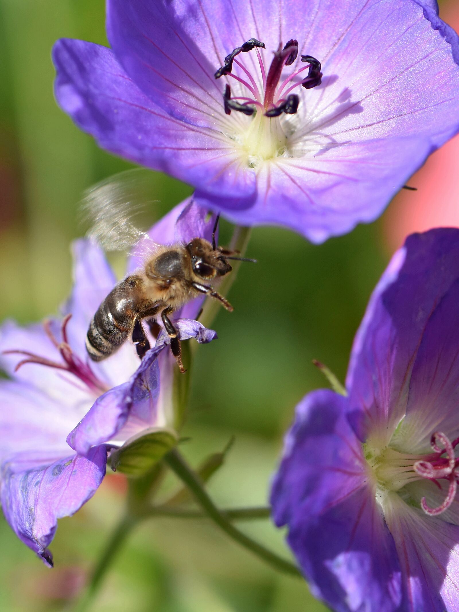 Nikon D5600 sample photo. Bee, insect, macro photography