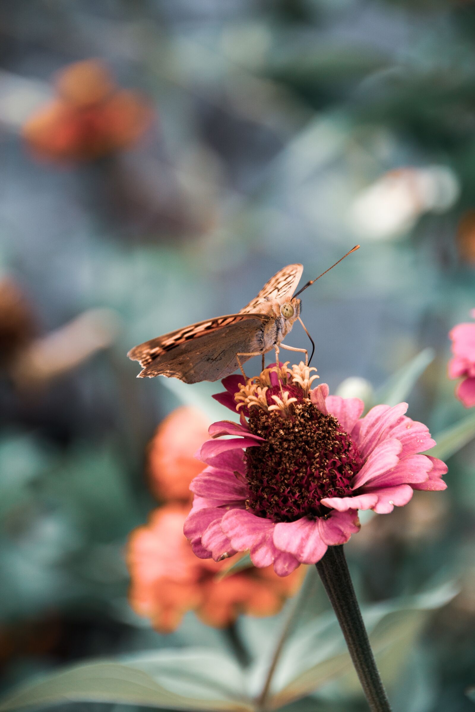 Canon EOS 750D (EOS Rebel T6i / EOS Kiss X8i) sample photo. Garden, flowers, petals photography
