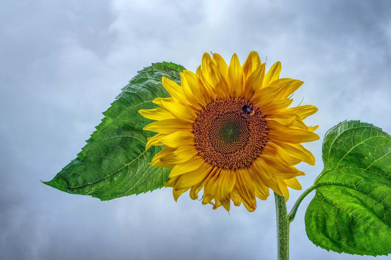 Sony a6000 + Sony E 35mm F1.8 OSS sample photo. Sunflower, blossom, bloom photography