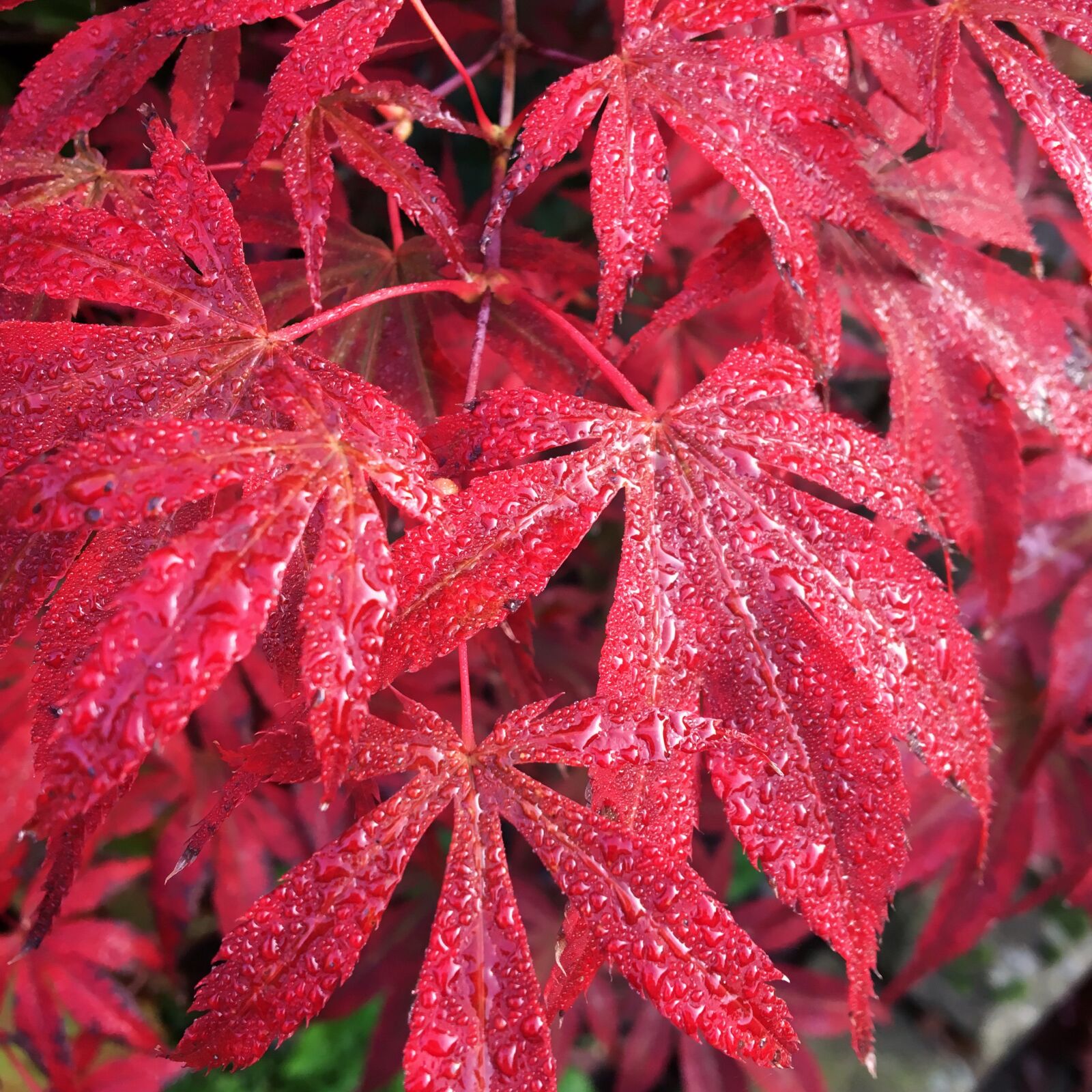 Apple iPhone 6s sample photo. Acer tree, leaves, rain photography