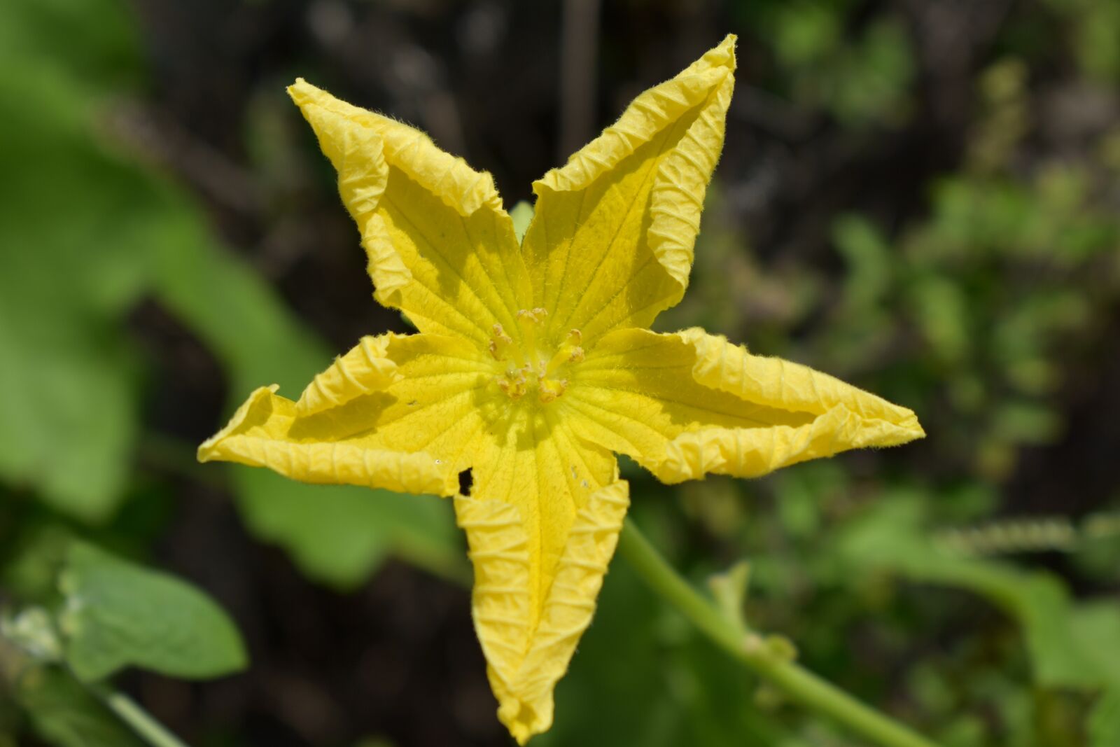 Nikon D5600 sample photo. Ridge gourd flower, yellow photography