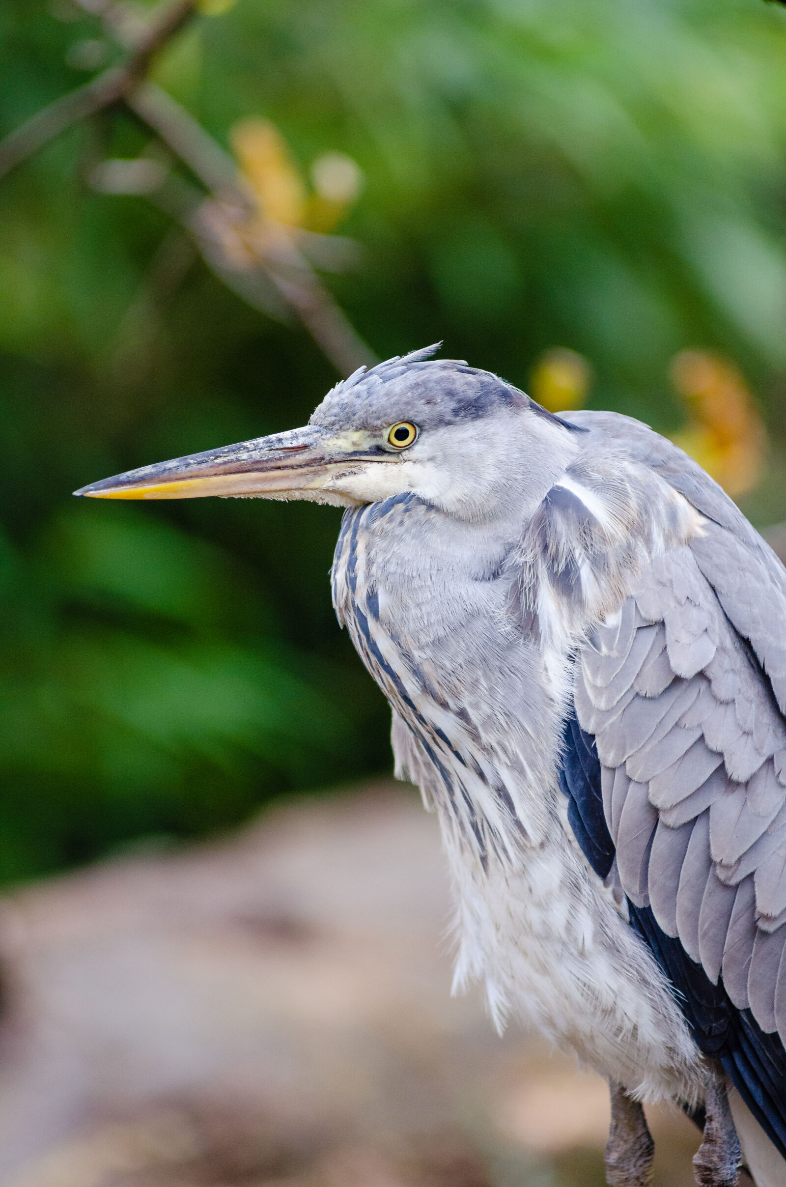 AF Zoom-Nikkor 80-200mm f/2.8 ED sample photo