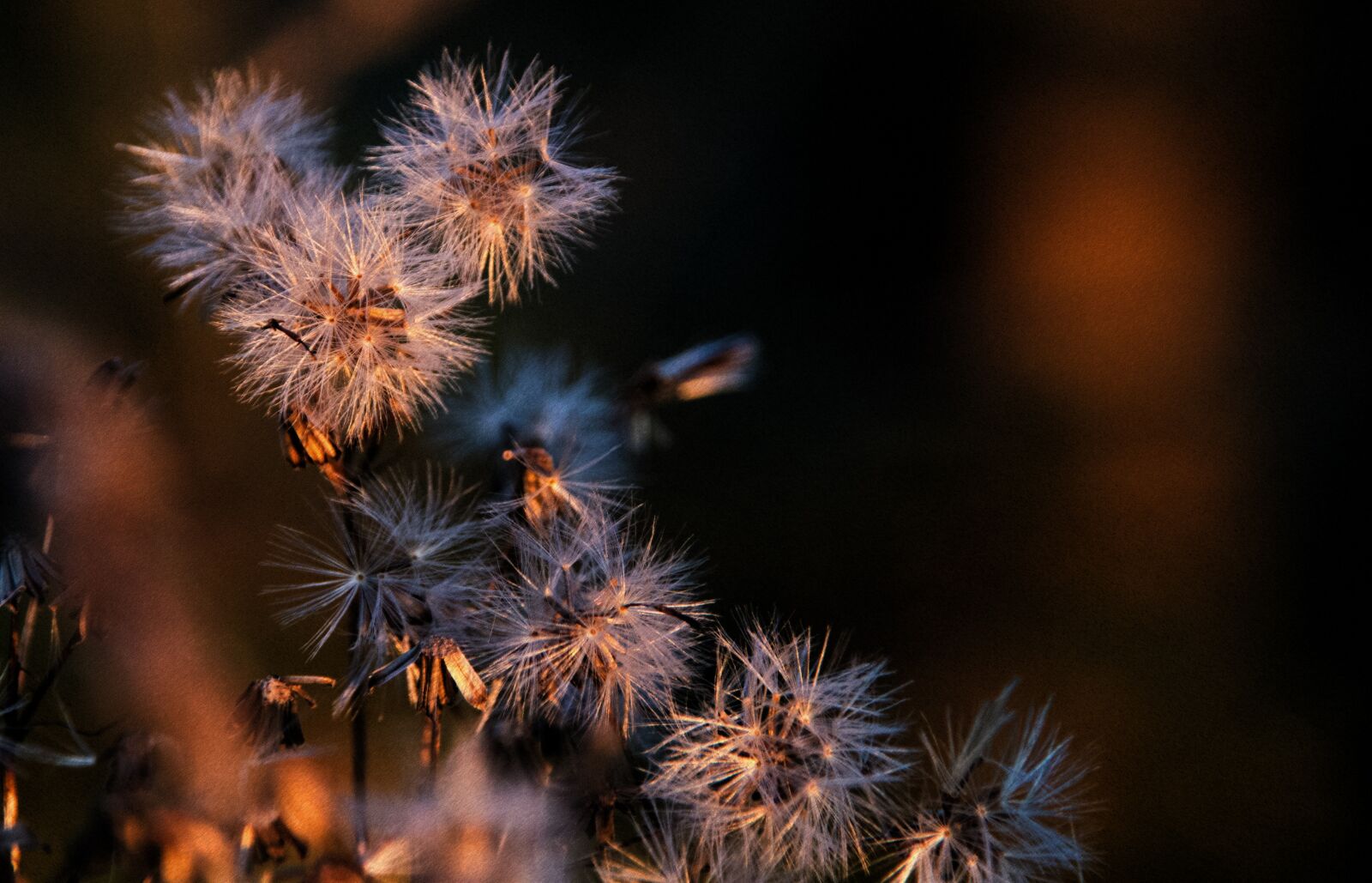 Sony SLT-A57 sample photo. Plant, sunshine, seeds photography