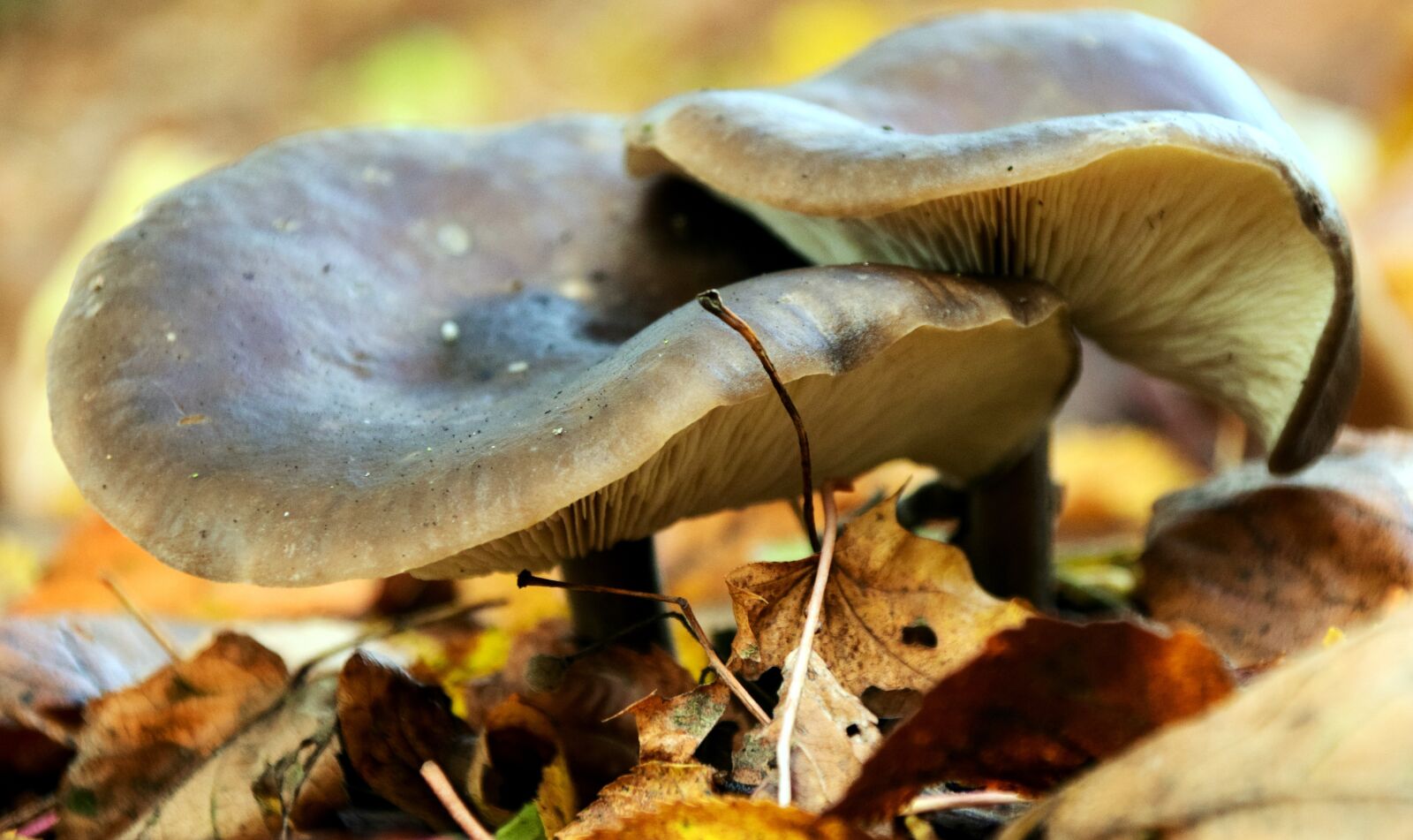 Nikon D3300 sample photo. Mushrooms, autumn, forest photography