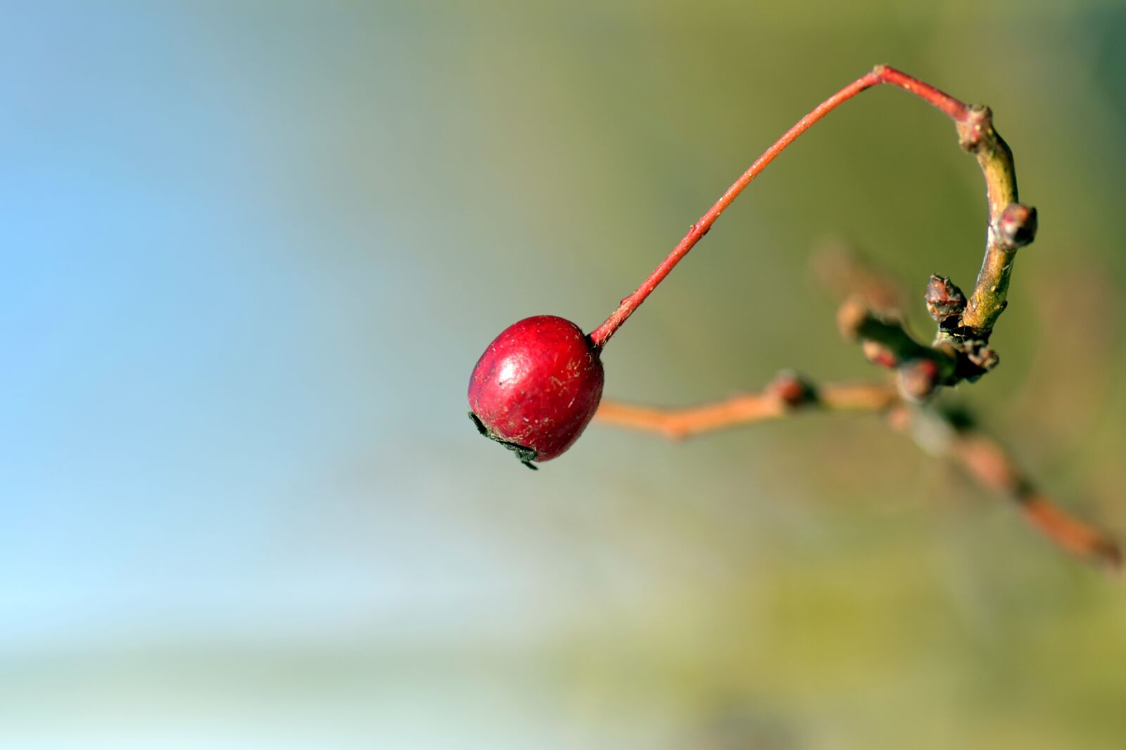 Nikon D3300 sample photo. Berry, rowan, red photography