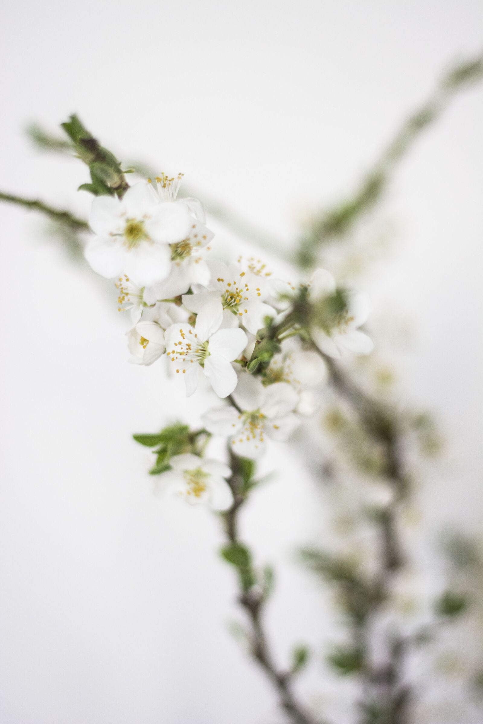 Nikon D5200 sample photo. Spring, flowers, white photography