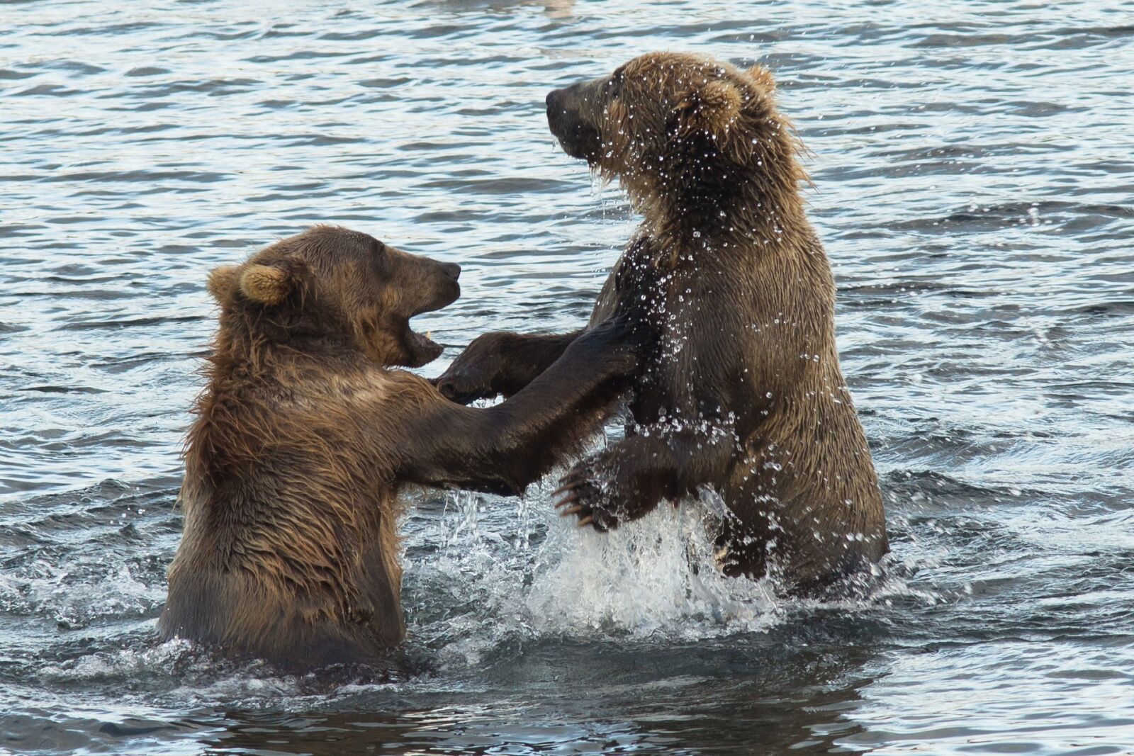 EF200mm f/2.8L USM +1.4x sample photo. Kodiak brown bears, water photography