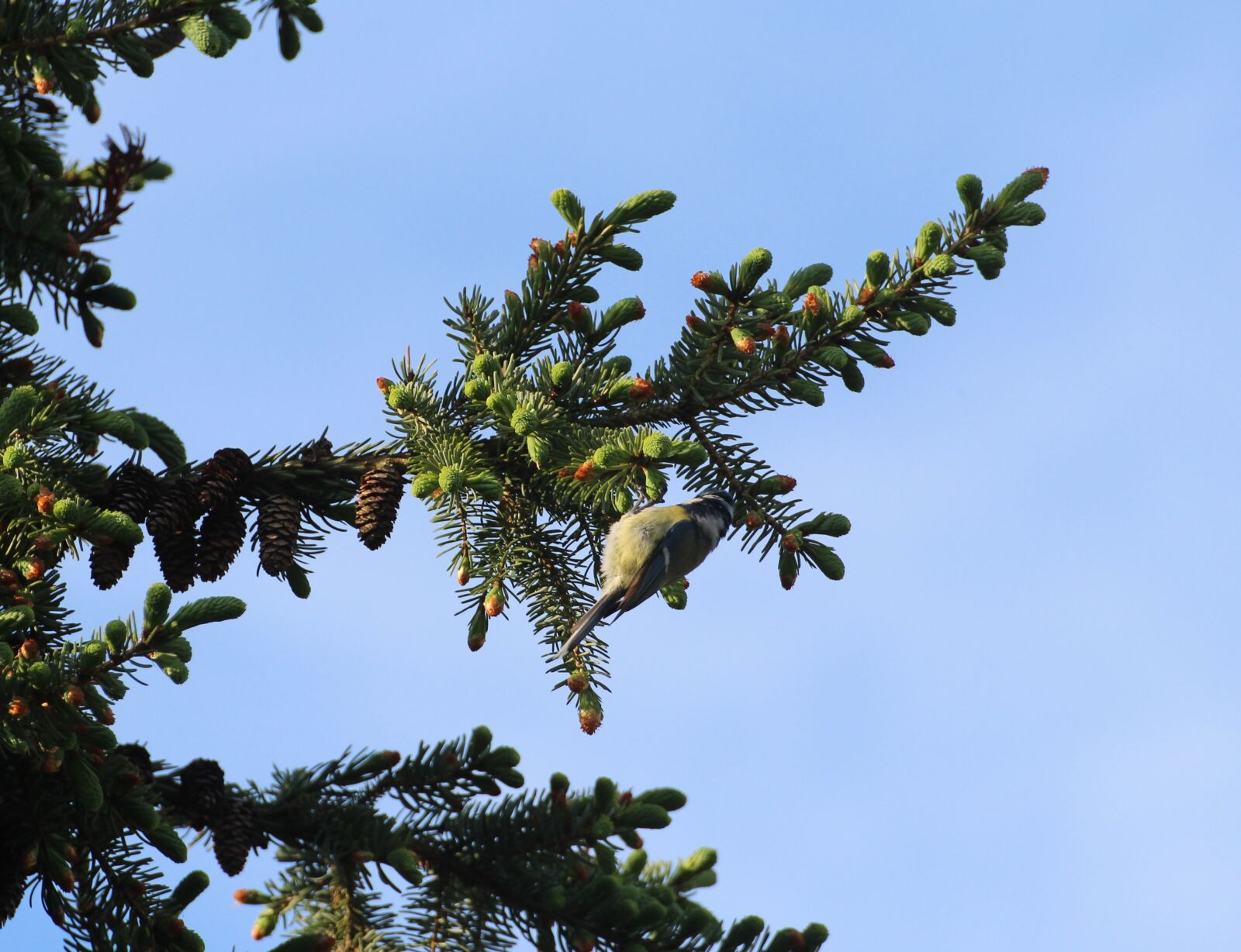 Canon EOS 600D (Rebel EOS T3i / EOS Kiss X5) sample photo. Sparrow, sperling, bird photography