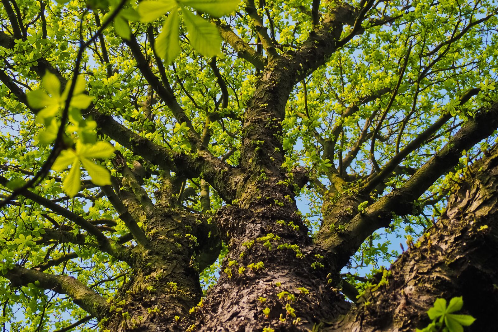 Olympus OM-D E-M10 sample photo. Tree, nature, wood photography