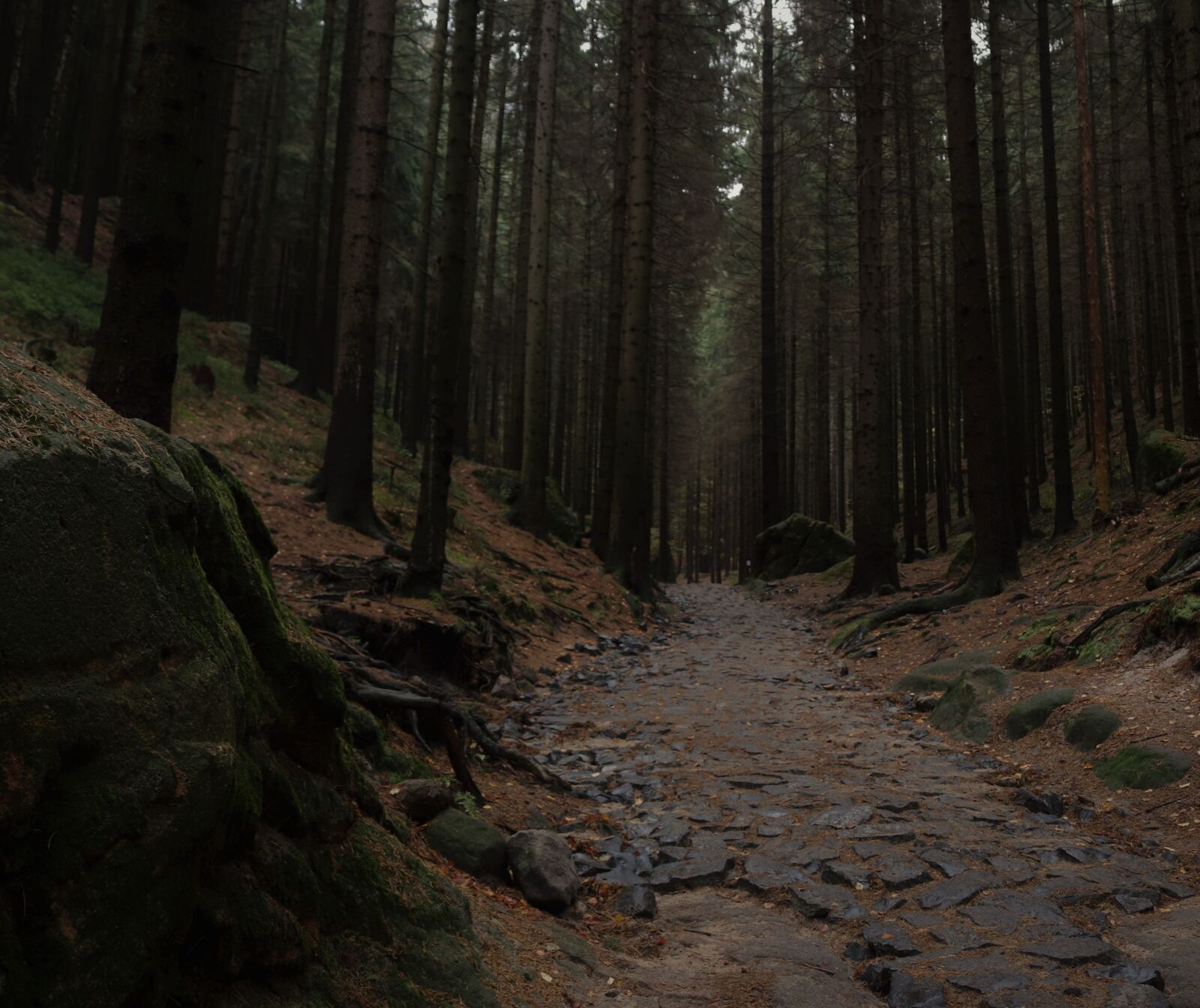 Canon EOS 200D (EOS Rebel SL2 / EOS Kiss X9) sample photo. Bohemian switzerland national park photography