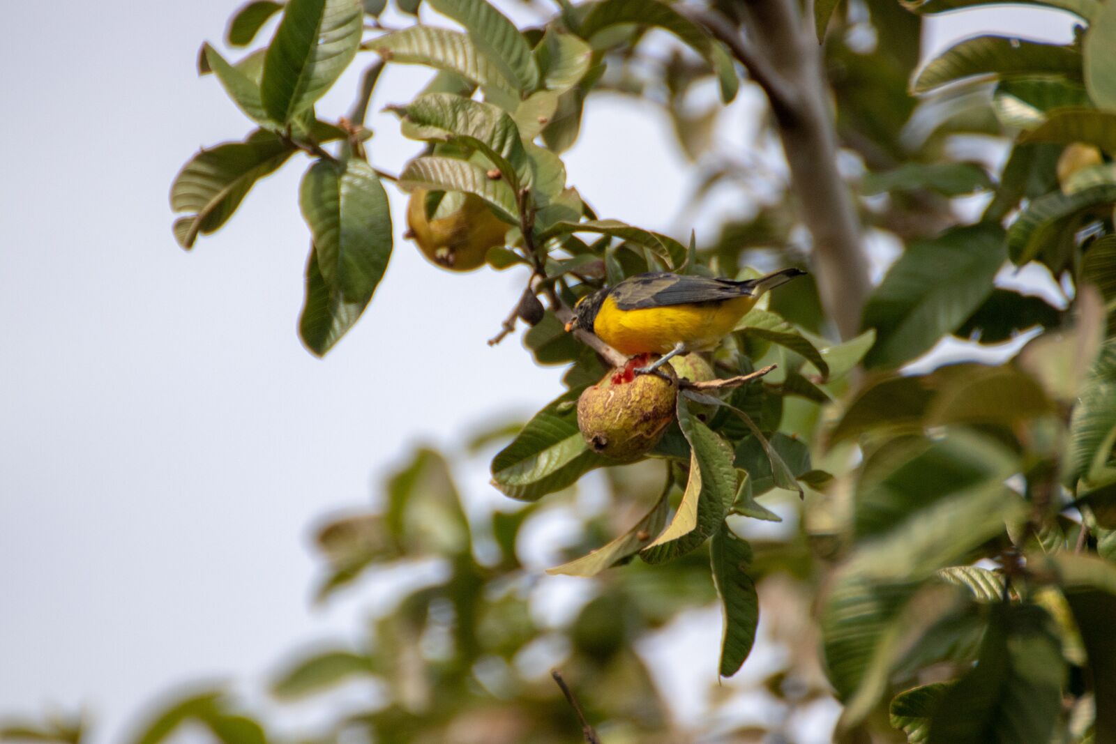 Canon EOS 200D (EOS Rebel SL2 / EOS Kiss X9) sample photo. Bird, black and yellow photography