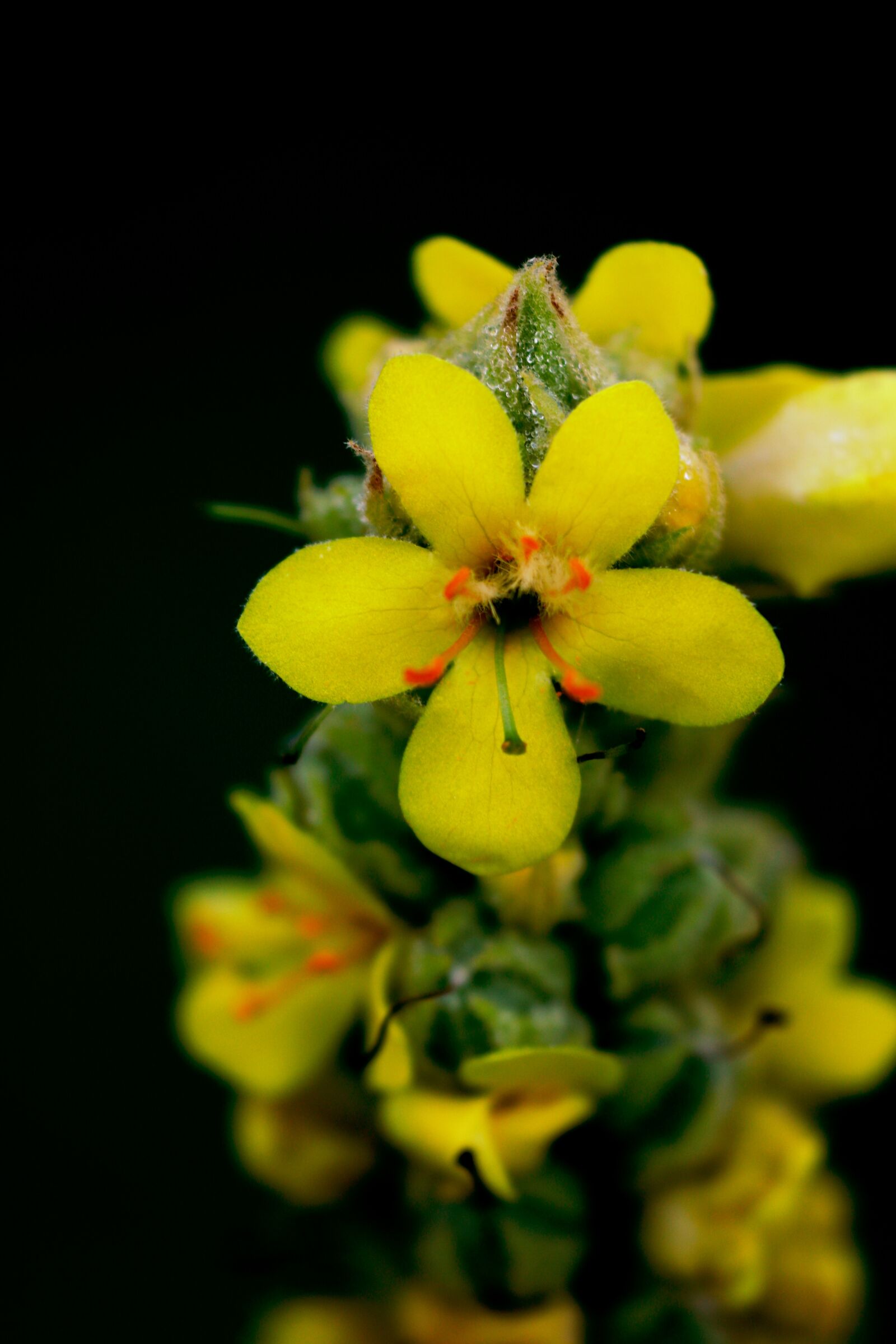 Canon EOS 200D (EOS Rebel SL2 / EOS Kiss X9) sample photo. Flower, yellow, nature photography