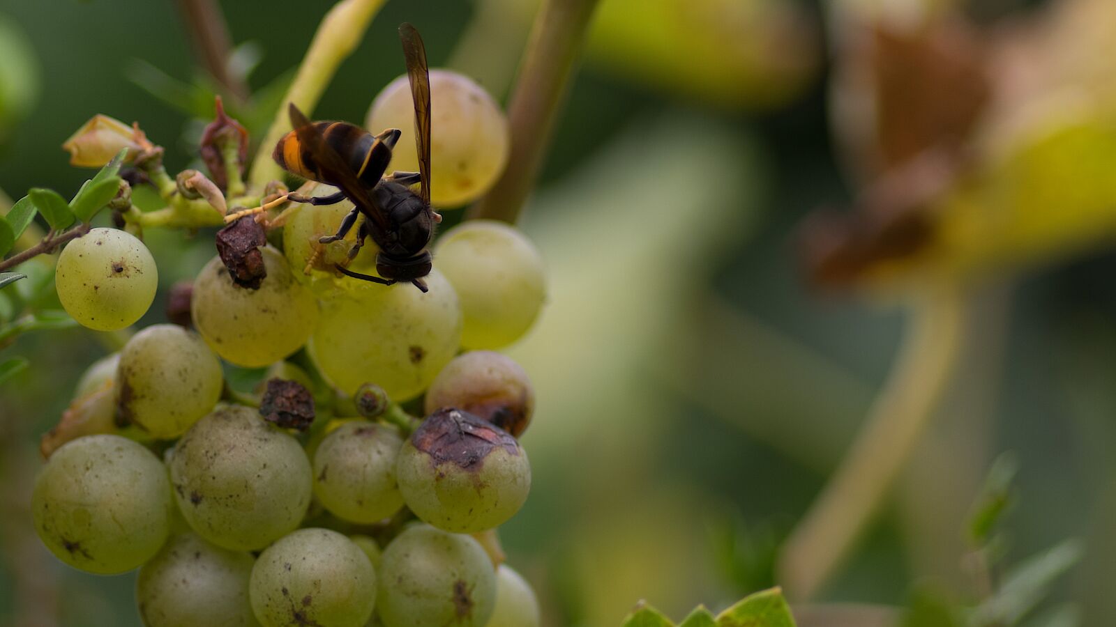 Pentax smc D-FA 100mm F2.8 macro sample photo. Asian hornet, grape, vine photography