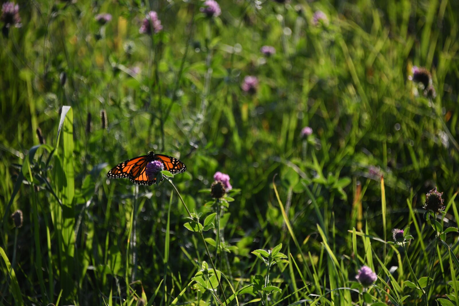 Nikon D850 sample photo. Butterfly, monarch, orange photography
