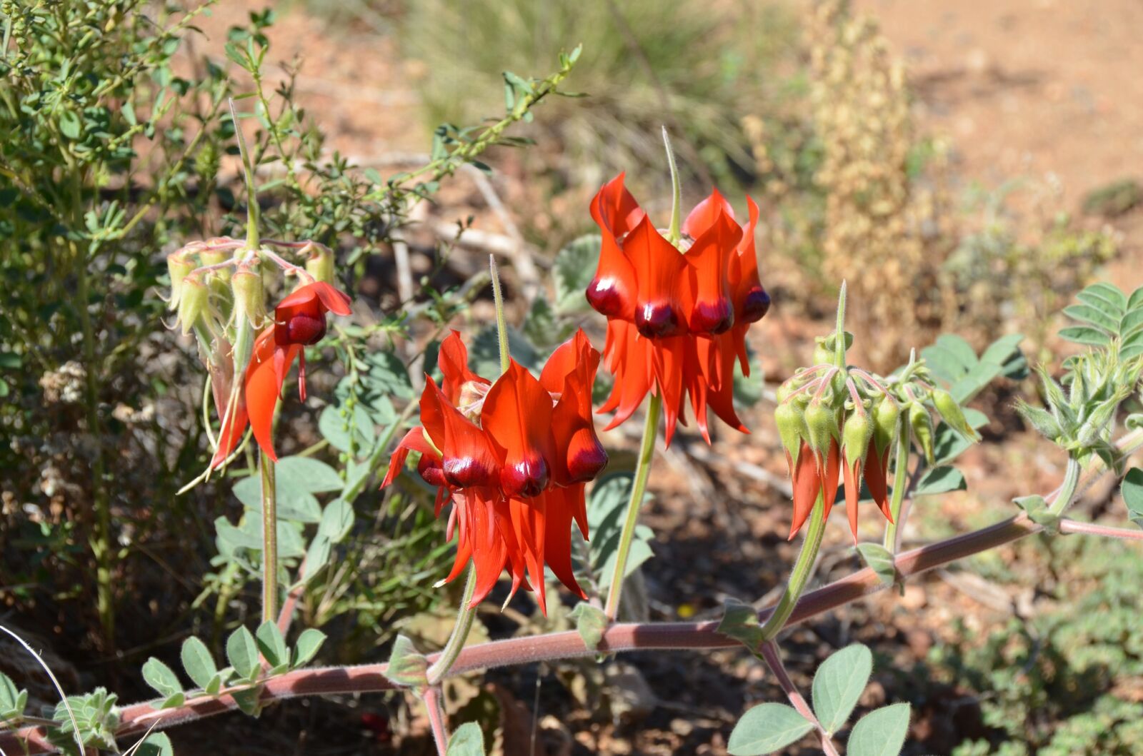 Nikon D5100 sample photo. Sturt's desert pea, desert photography