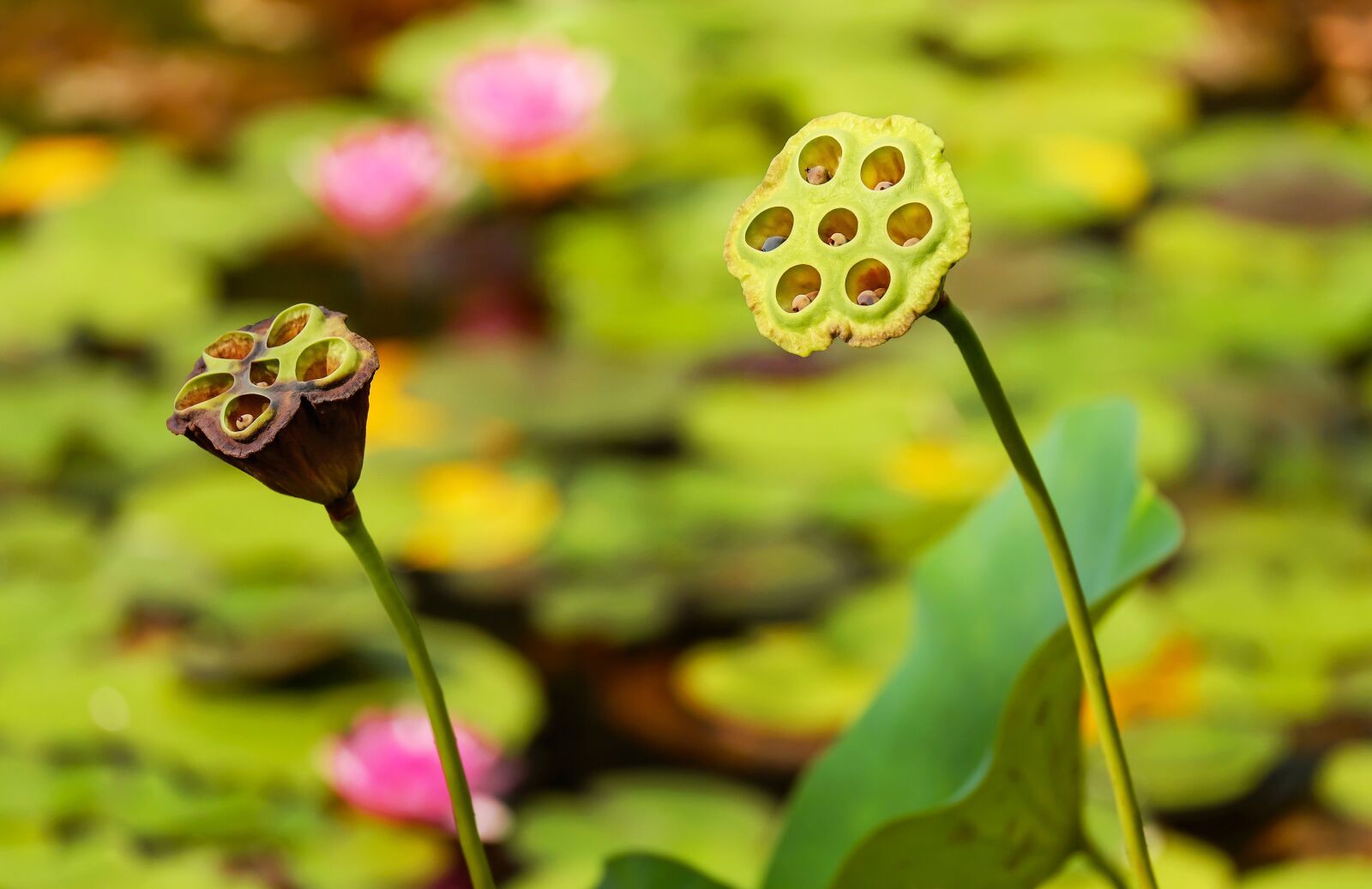 Fujifilm X-T10 + Fujifilm XC 50-230mm F4.5-6.7 OIS sample photo. Lotus flower, lotus, blossom photography